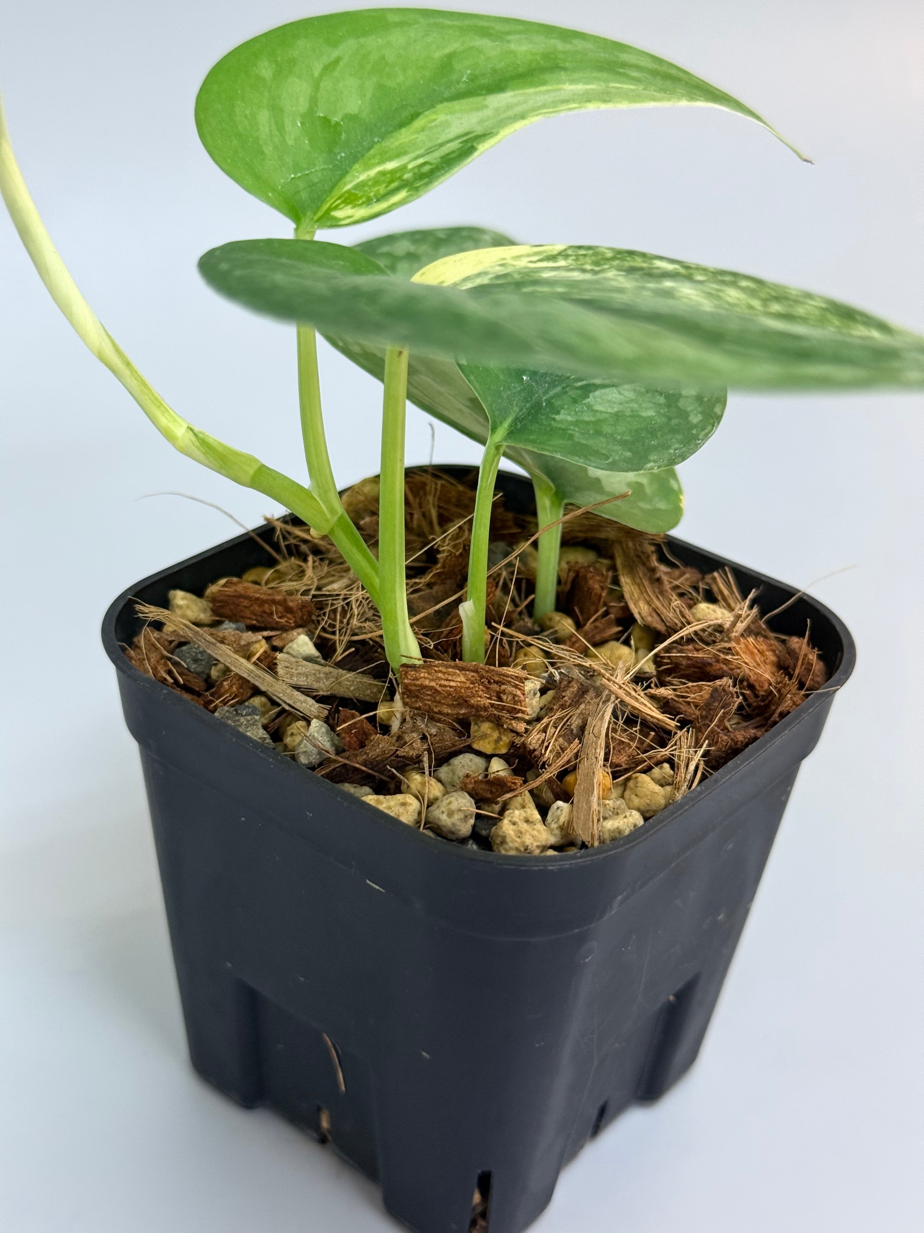 スキンダプサス シルバースプラッシュ / Scindapsus silversplash (1