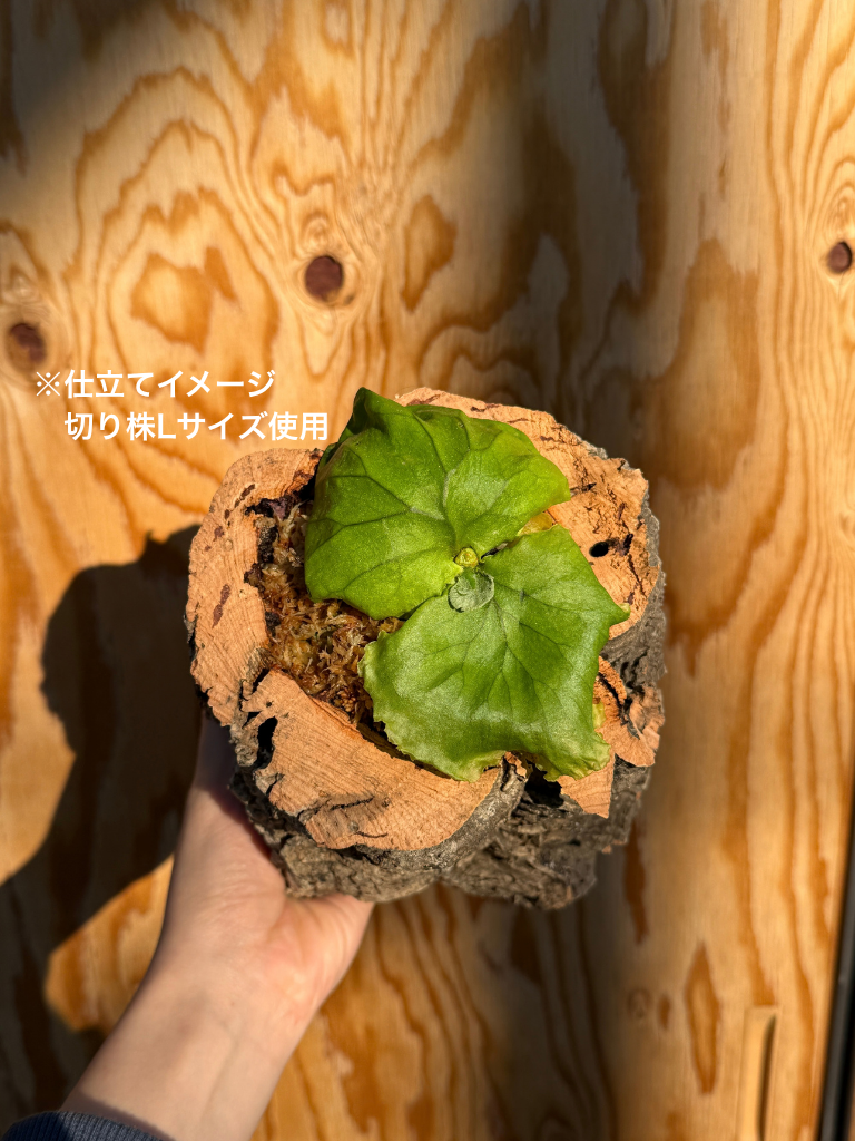 ダプコルク 切り株 Mサイズ / DAPCORK KIRIKABU_M (2)