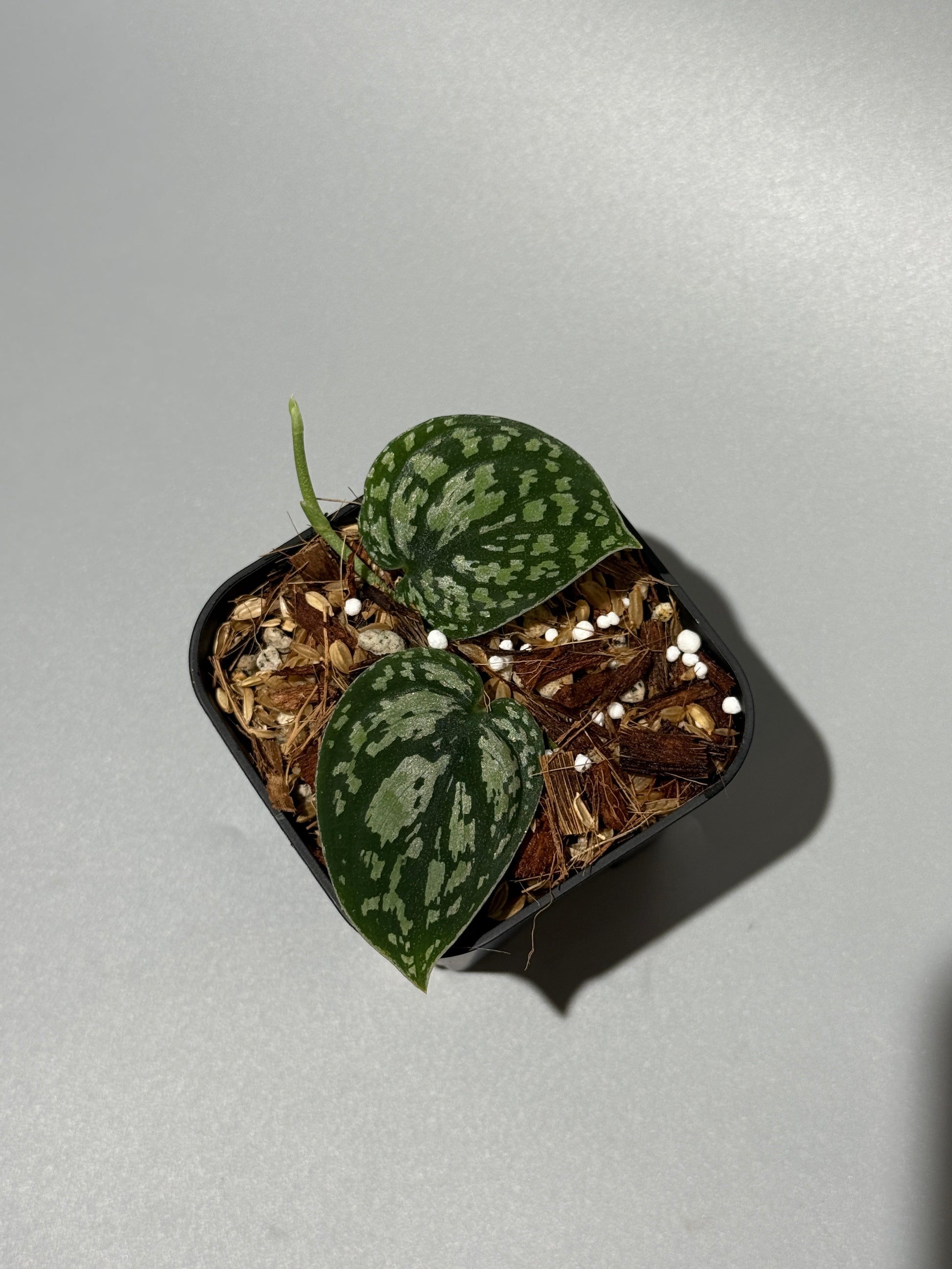 スキンダプサス トリカラー / Scindapsus tricolor (1)