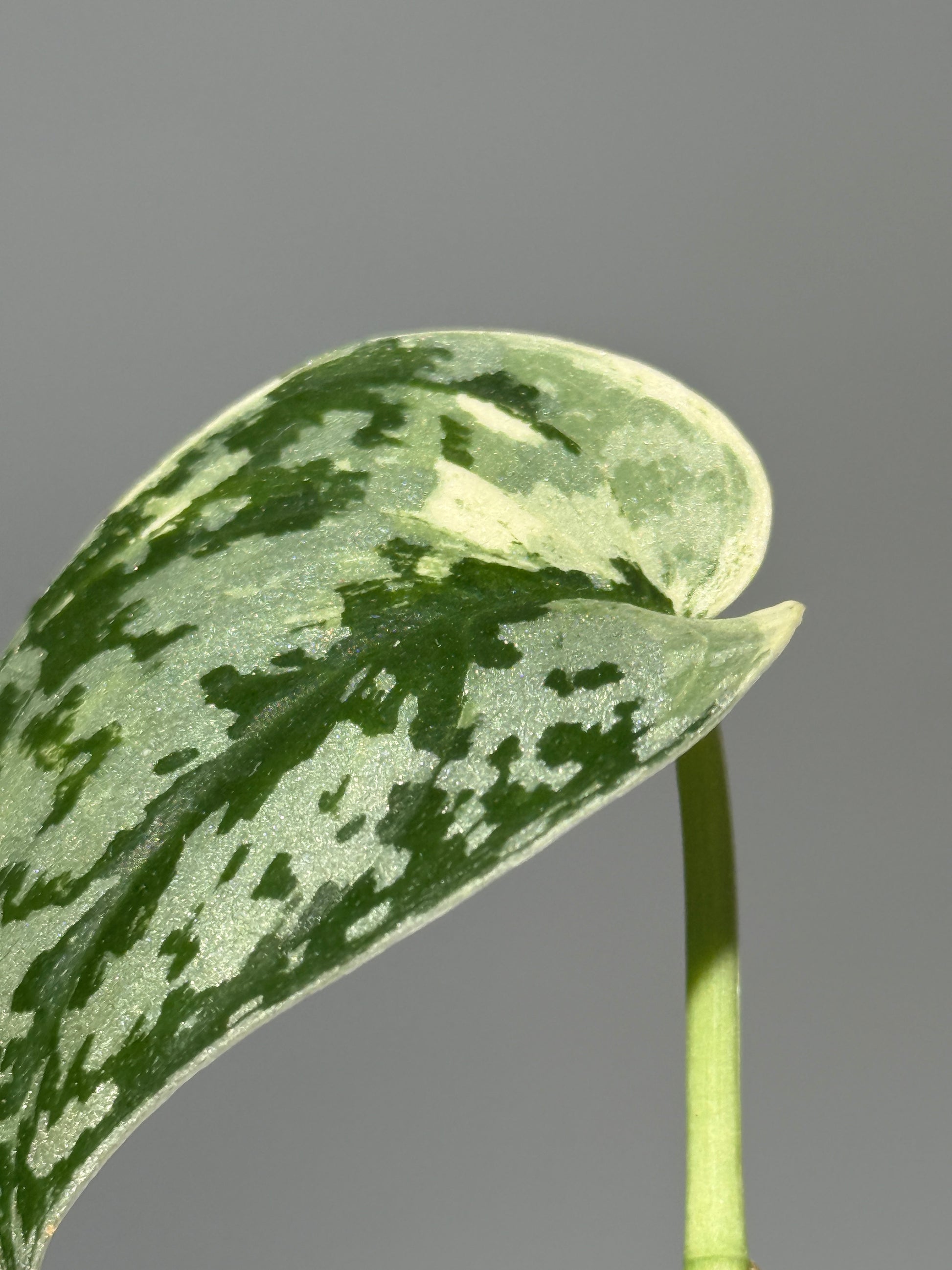 スキンダプサス マヤリ / Scindapsus mayari (1)