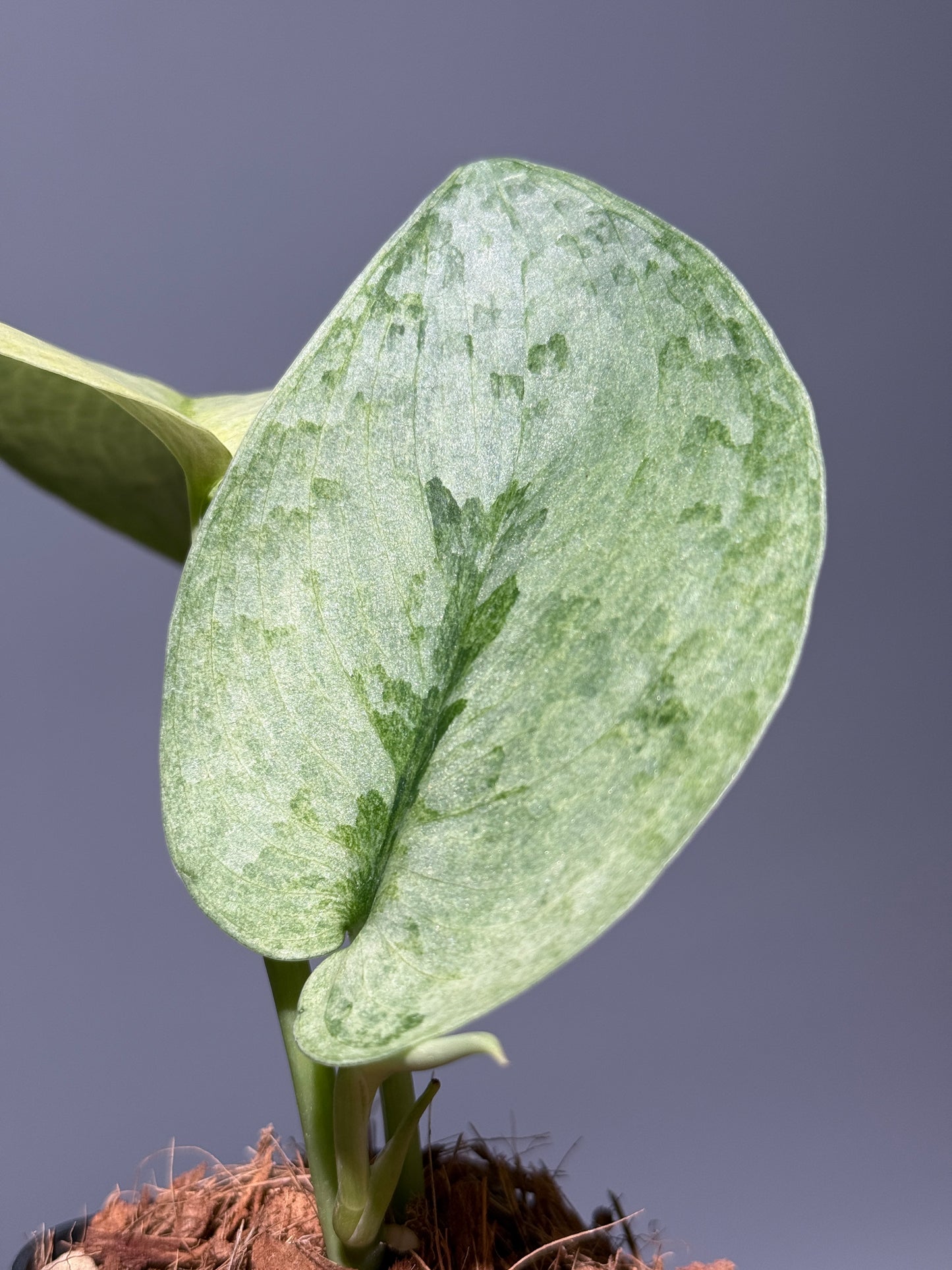 スキンダプサス ニルマラ / Scindapsus nirmala (2)