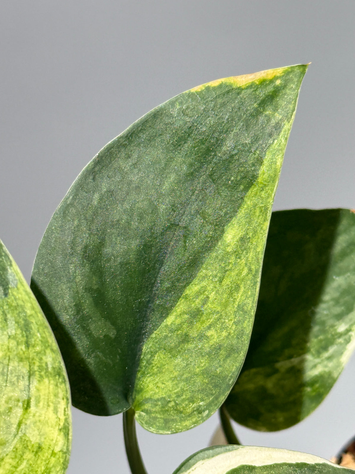 スキンダプサス エキゾチカ サラカ トリカラー  / Scindapsus Exotica salaka toricolor (2)