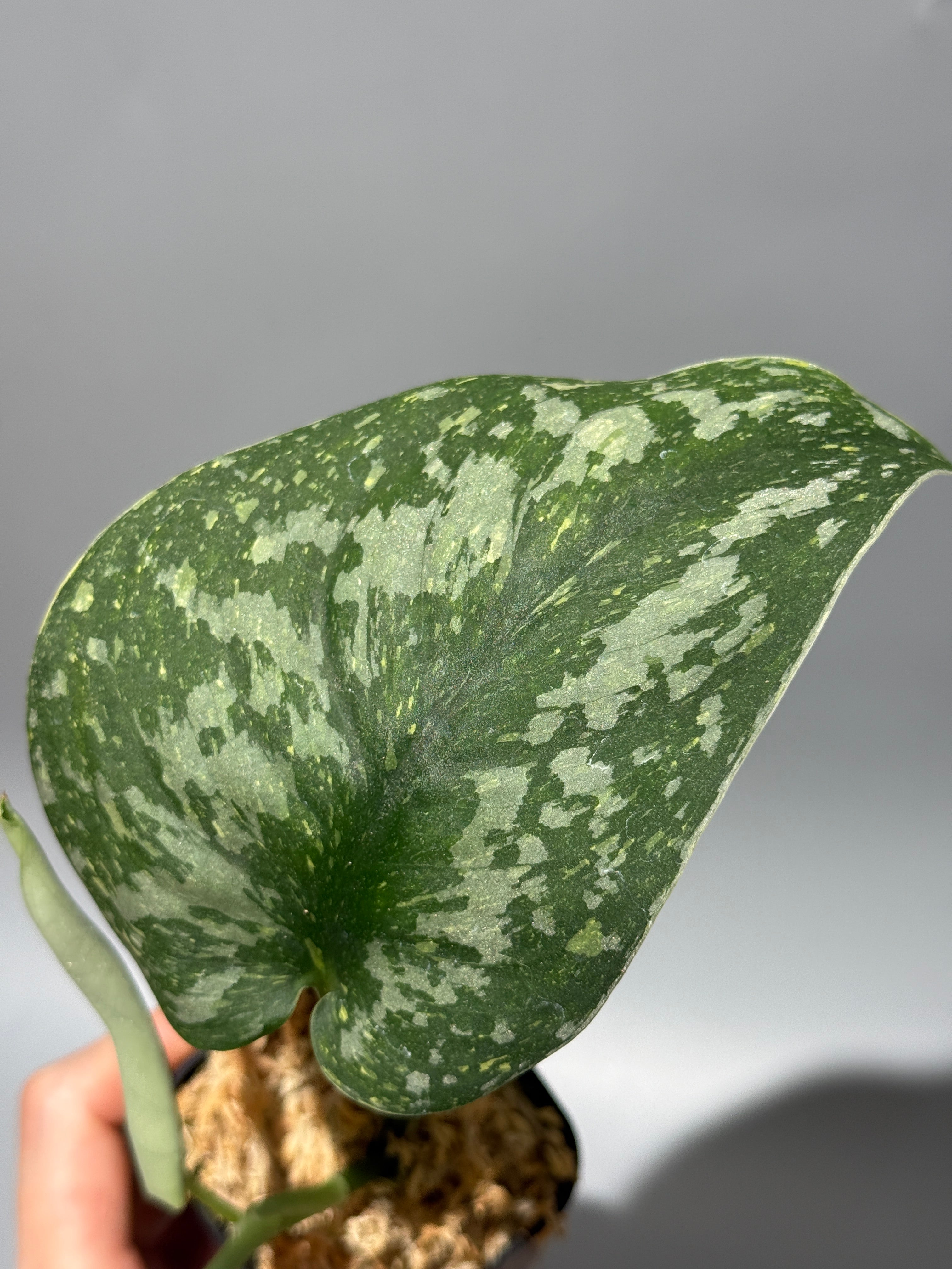 All Plants – Page 2 – Nakayama-Plants