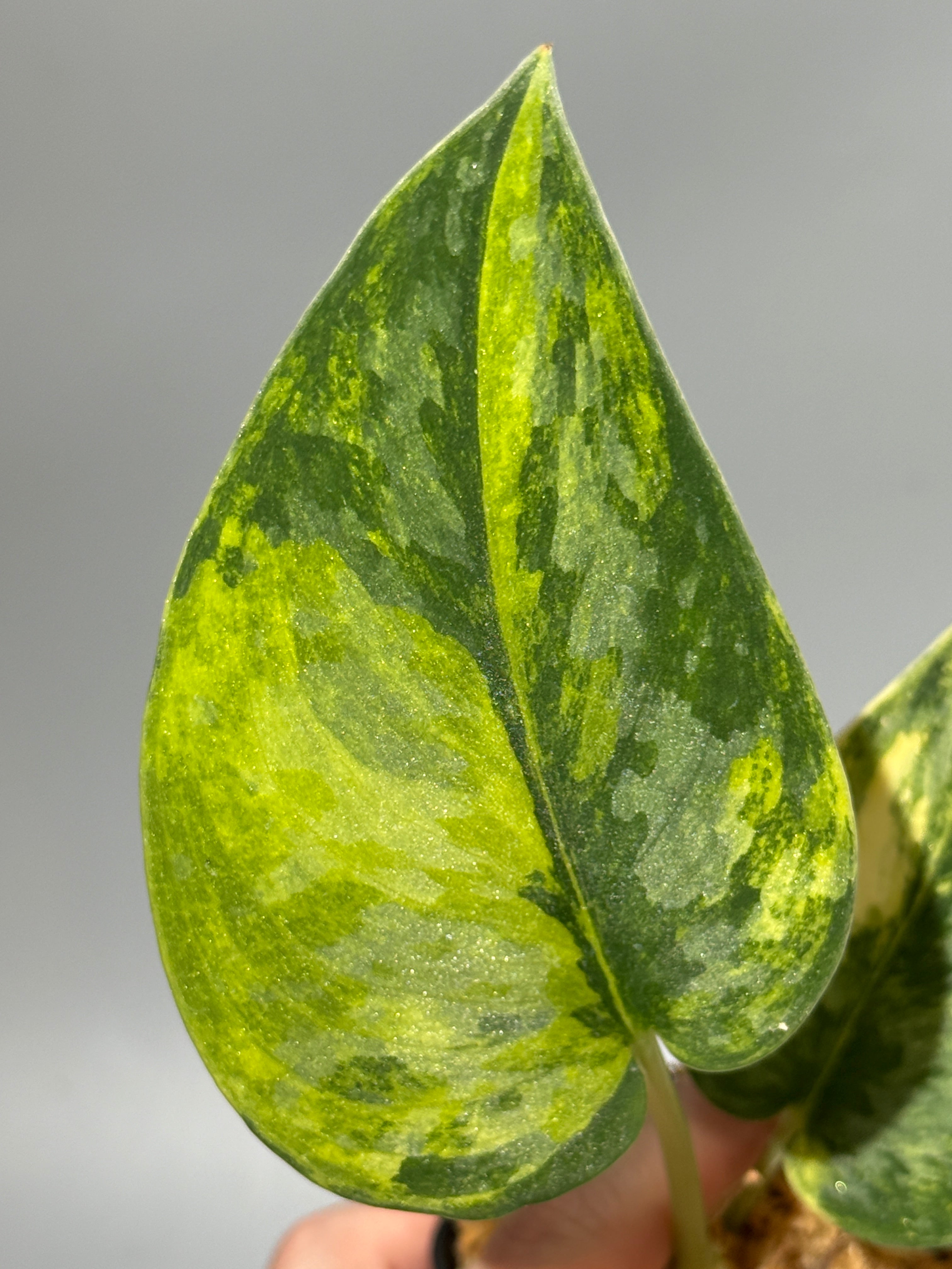 スキンダプサス グリーン ダイヤモンド / Scindapsus Green diamond (1