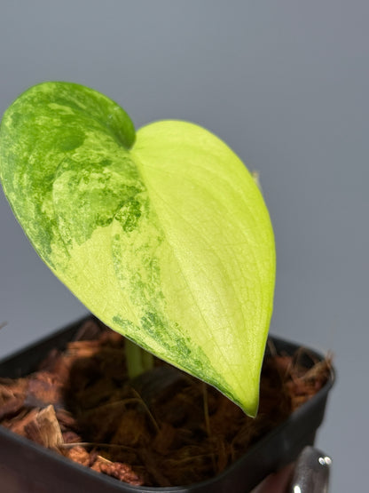 スキンダプサス ジェイドサテン オーレア  / Scindapsus jadesatin aurea (1)