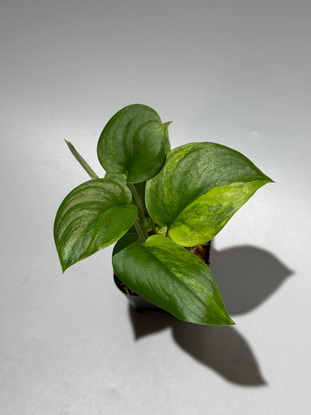 スキンダプサス エキゾチカ イエロームーン  / Scindapsus Exotica yellow moon (1)