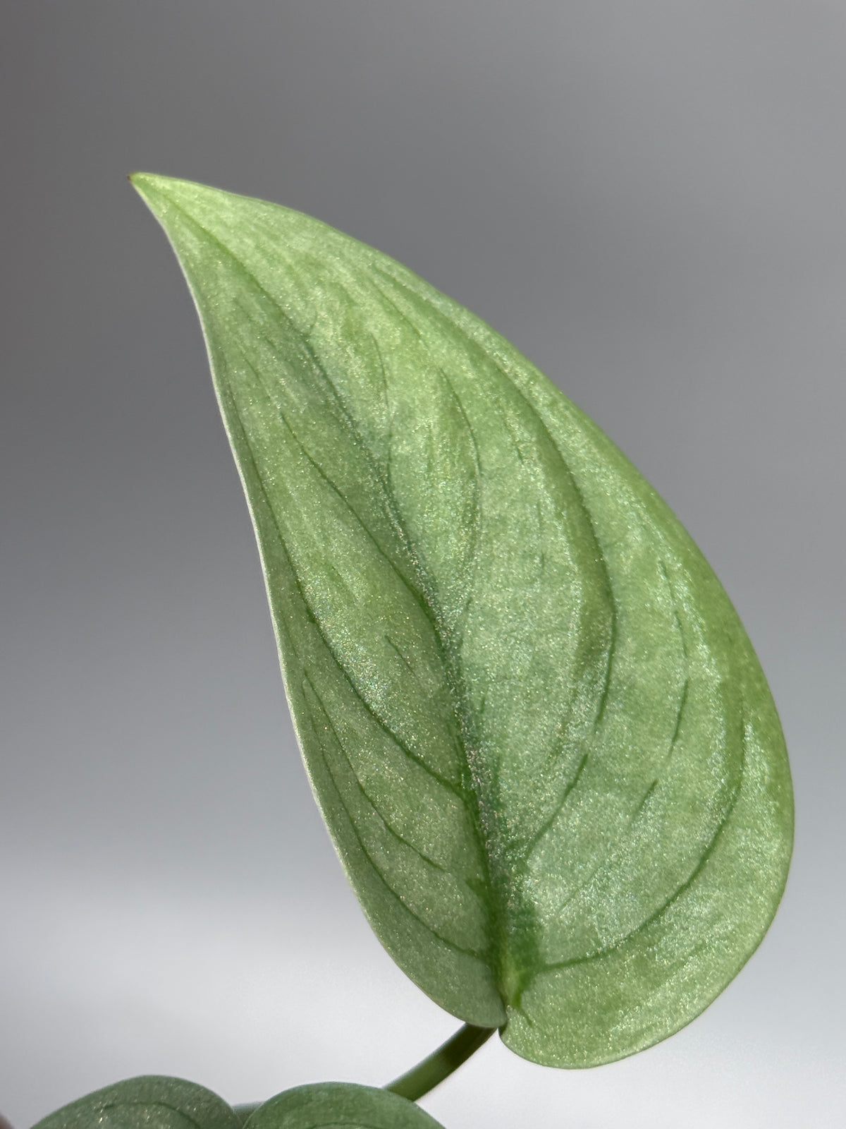 スキンダプサス グリーンベイン / Scindapsus Green vein (1)