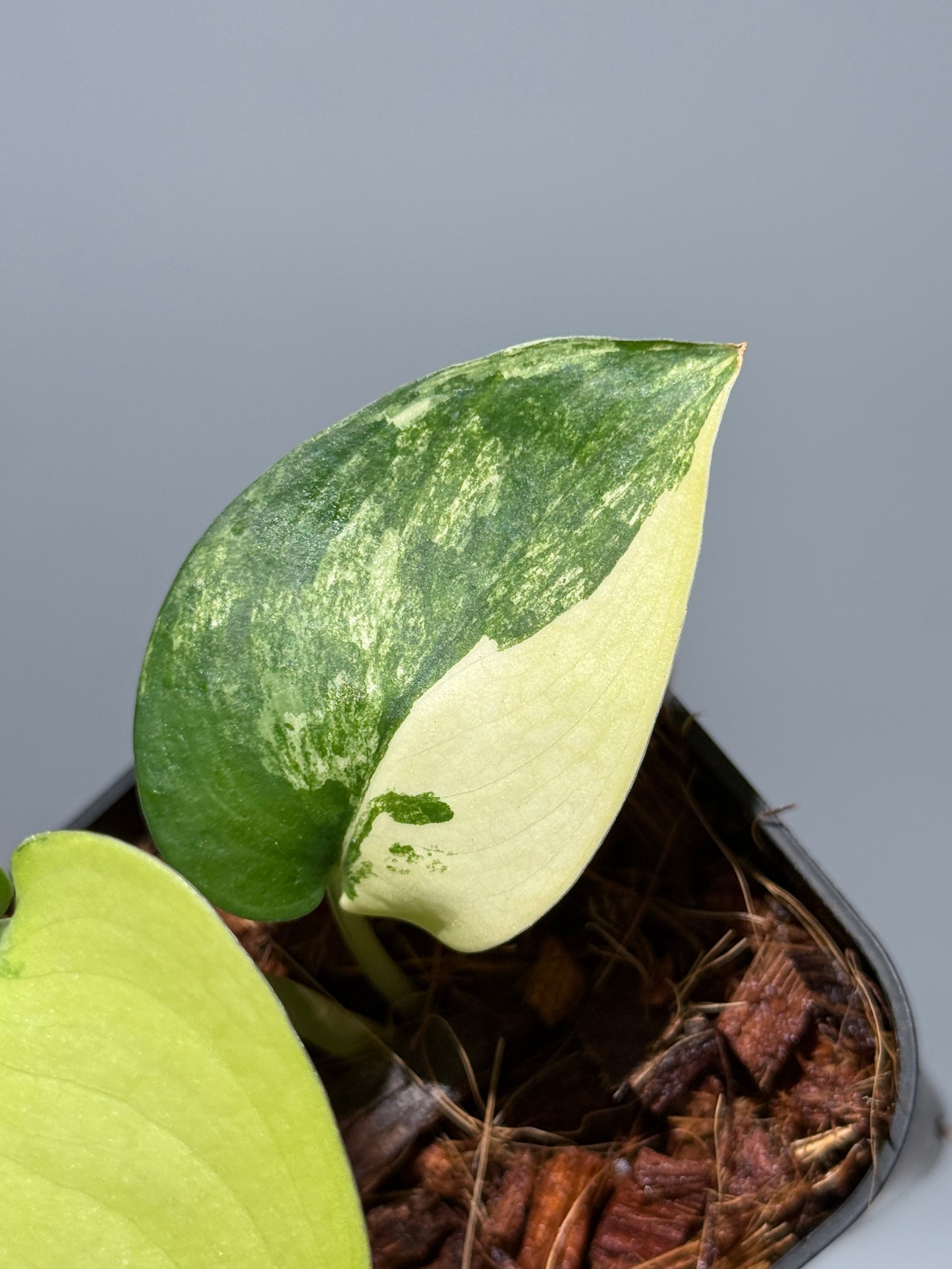 スキンダプサス ジェイドサテン オーレア  / Scindapsus jadesatin aurea (1)