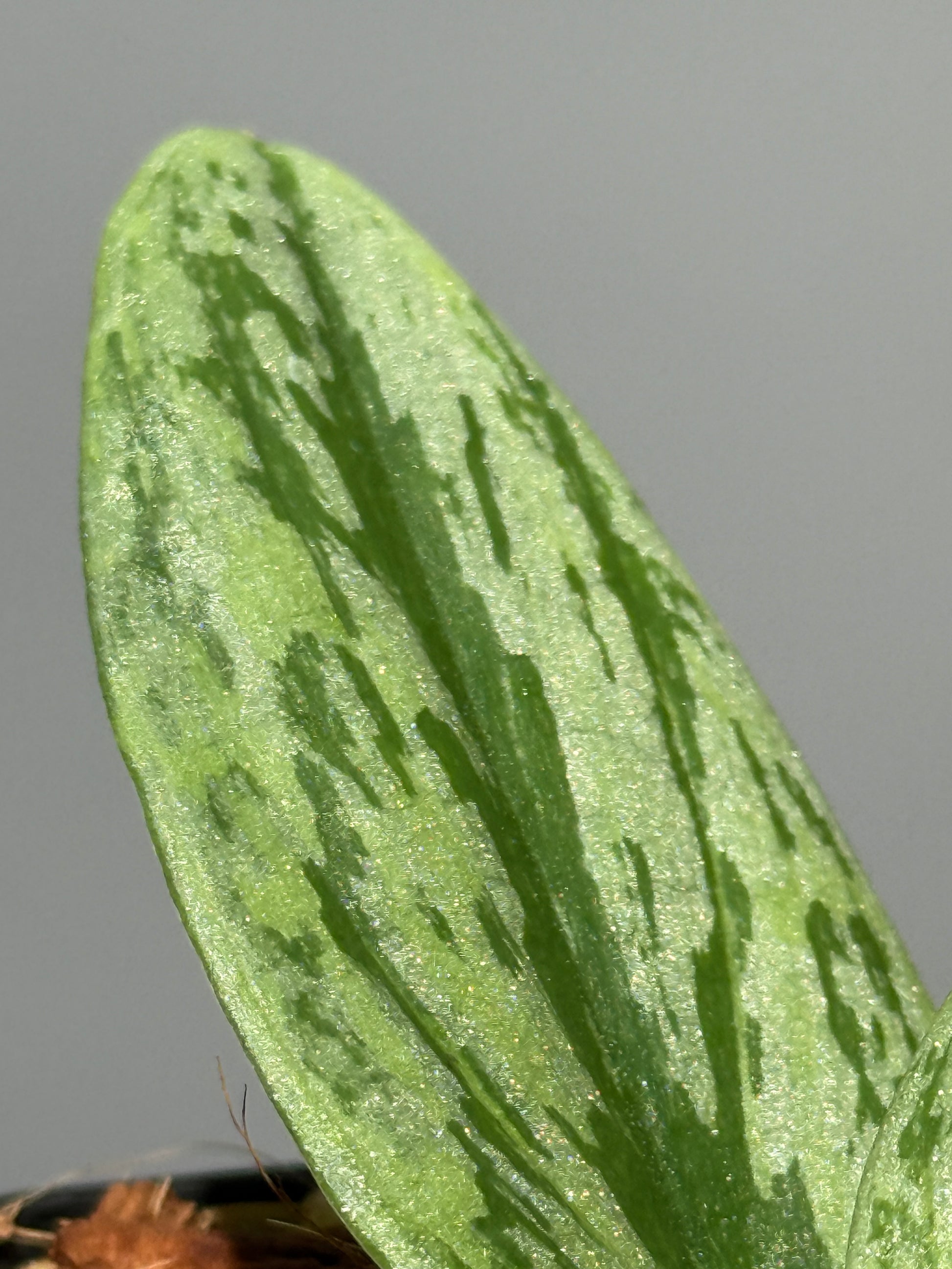 スキンダプサス グリーン アーミー トリカラー / Scindapsus Green army tricolor (1)