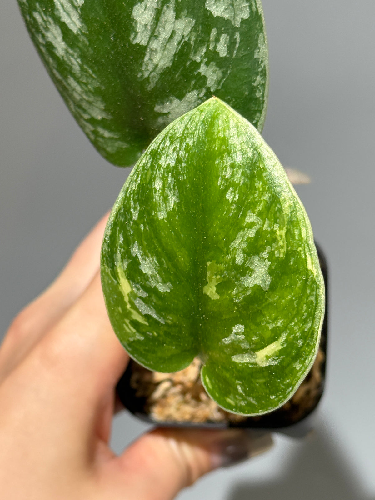 スキンダプサス  Sp.カリマンタン / Scindapsus Sp.Kalimantan (2)