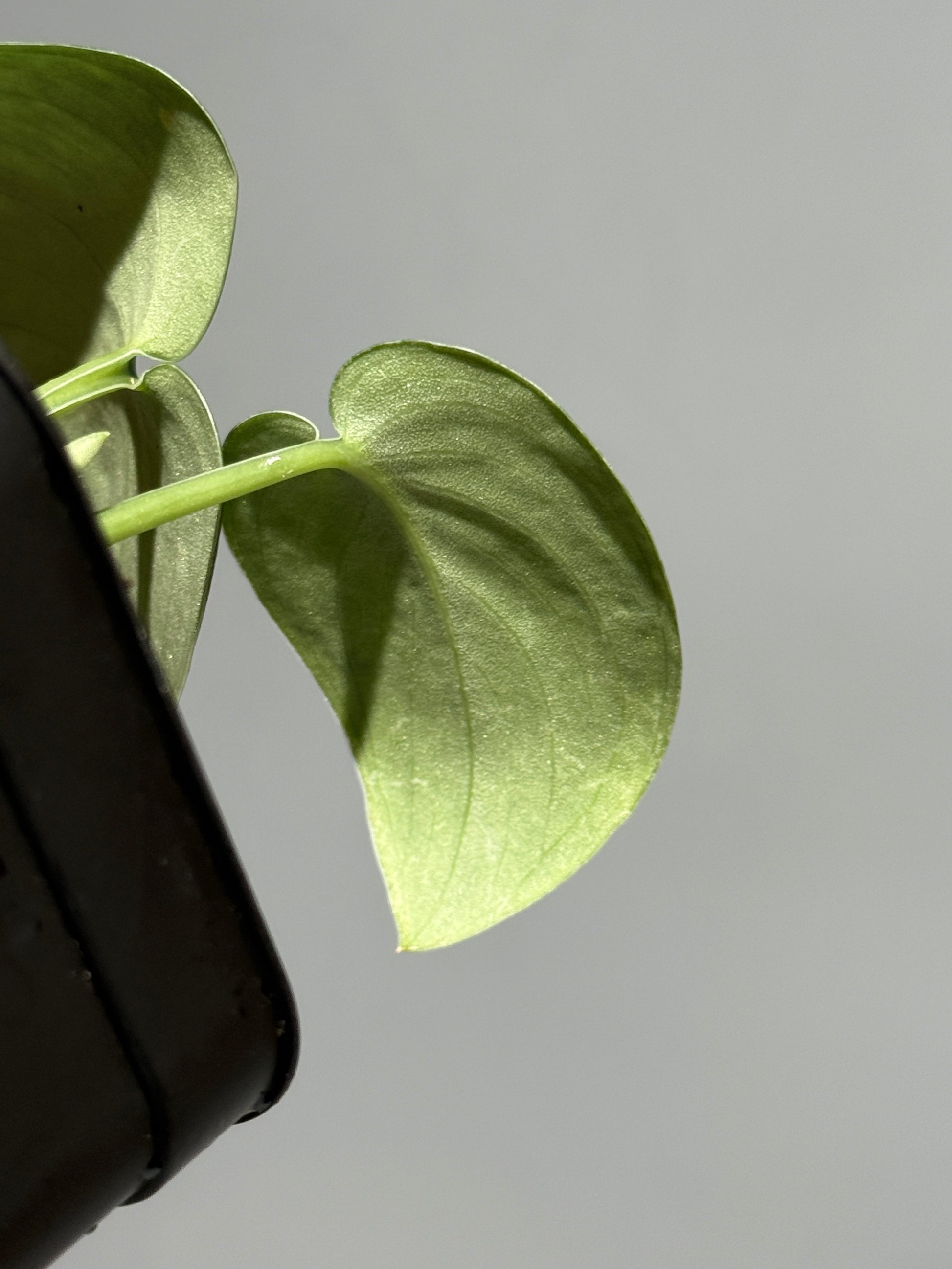 スキンダプサス ドラヤキ / Scindapsus Dorayaki (1)