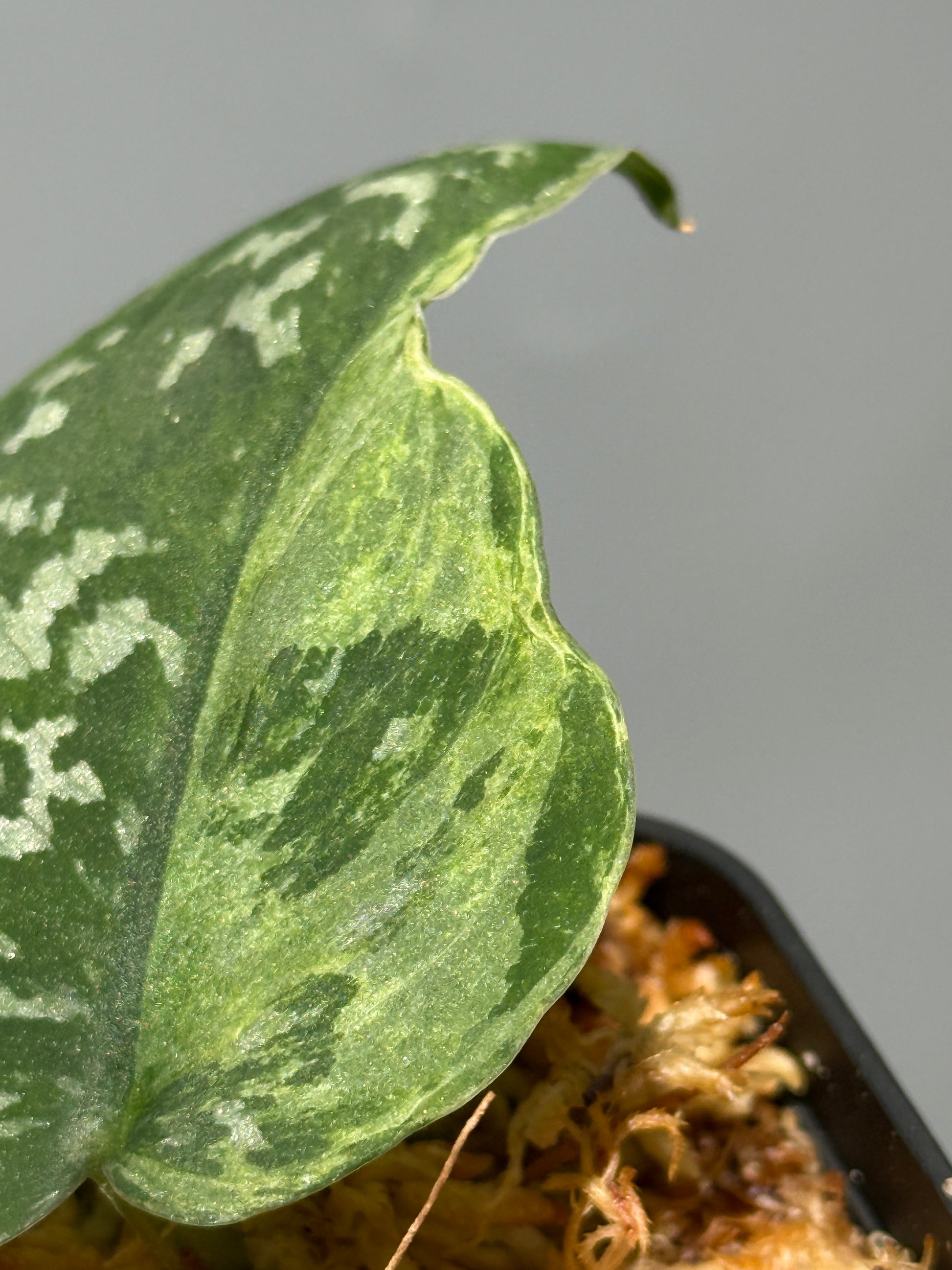 スキンダプサス アルギレウス NoID / Scindapsus Argyleus NoID (1)