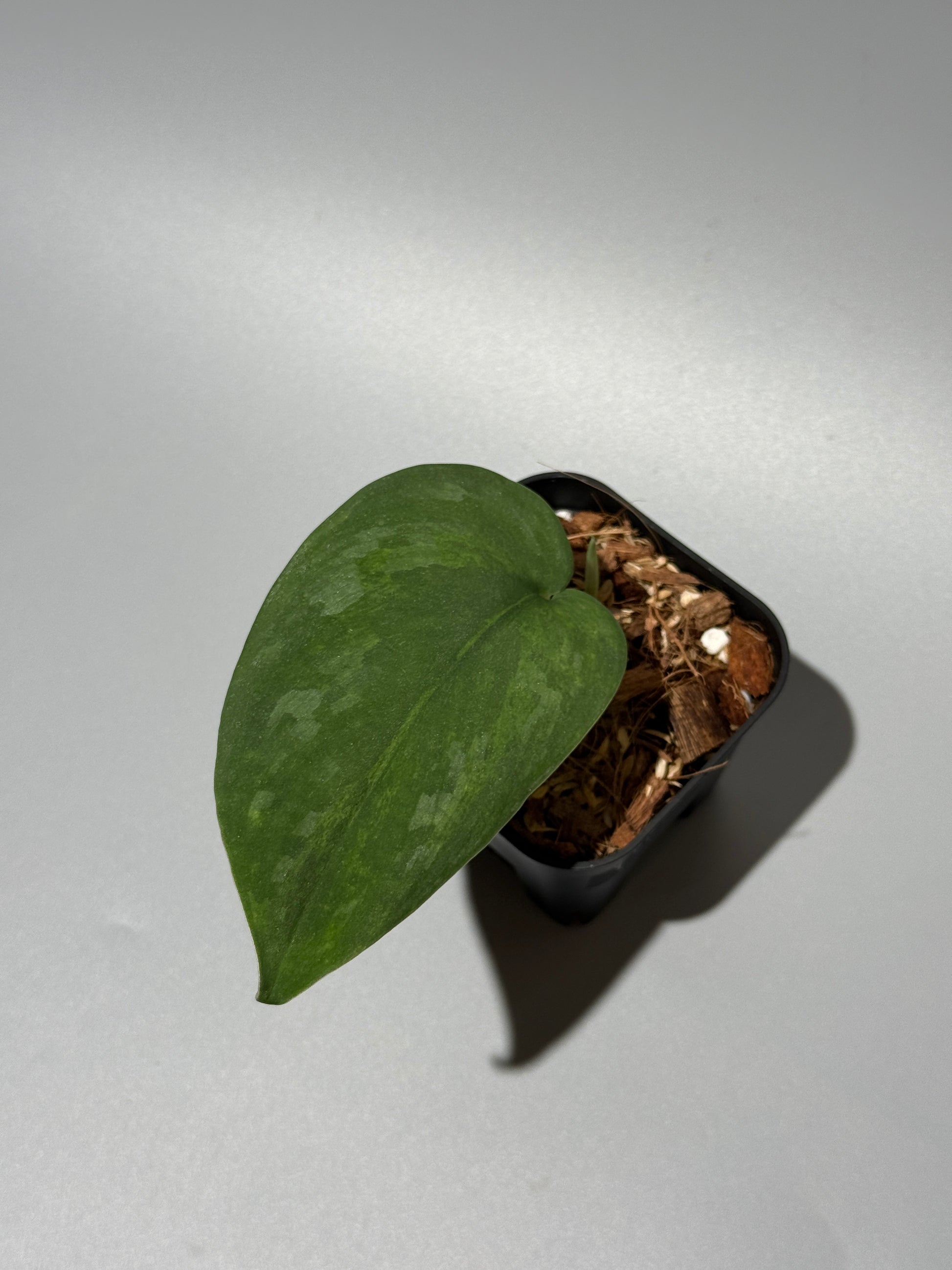 スキンダプサス グリーン エメラルド / Scindapsus green emerald (1)