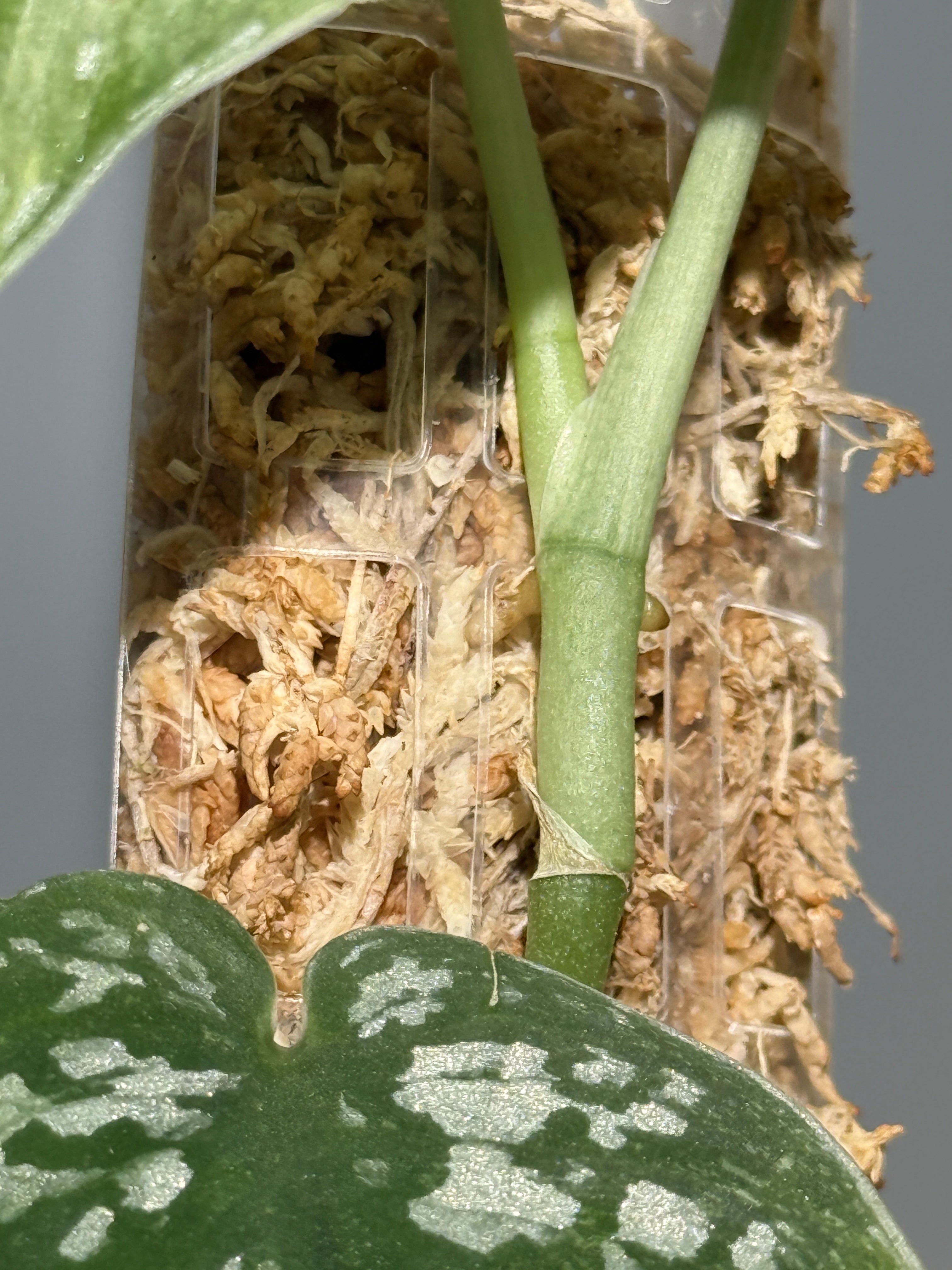 スキンダプサス ネビュラ / Scindapsus Nebula (PH1) – Nakayama-Plants