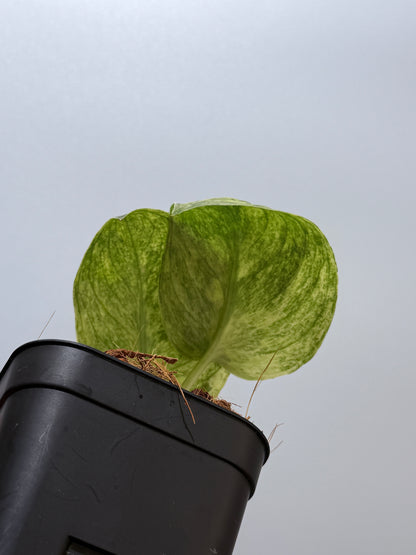 スキンダプサス テンバガ  / Scindapsus Tembaga (4)