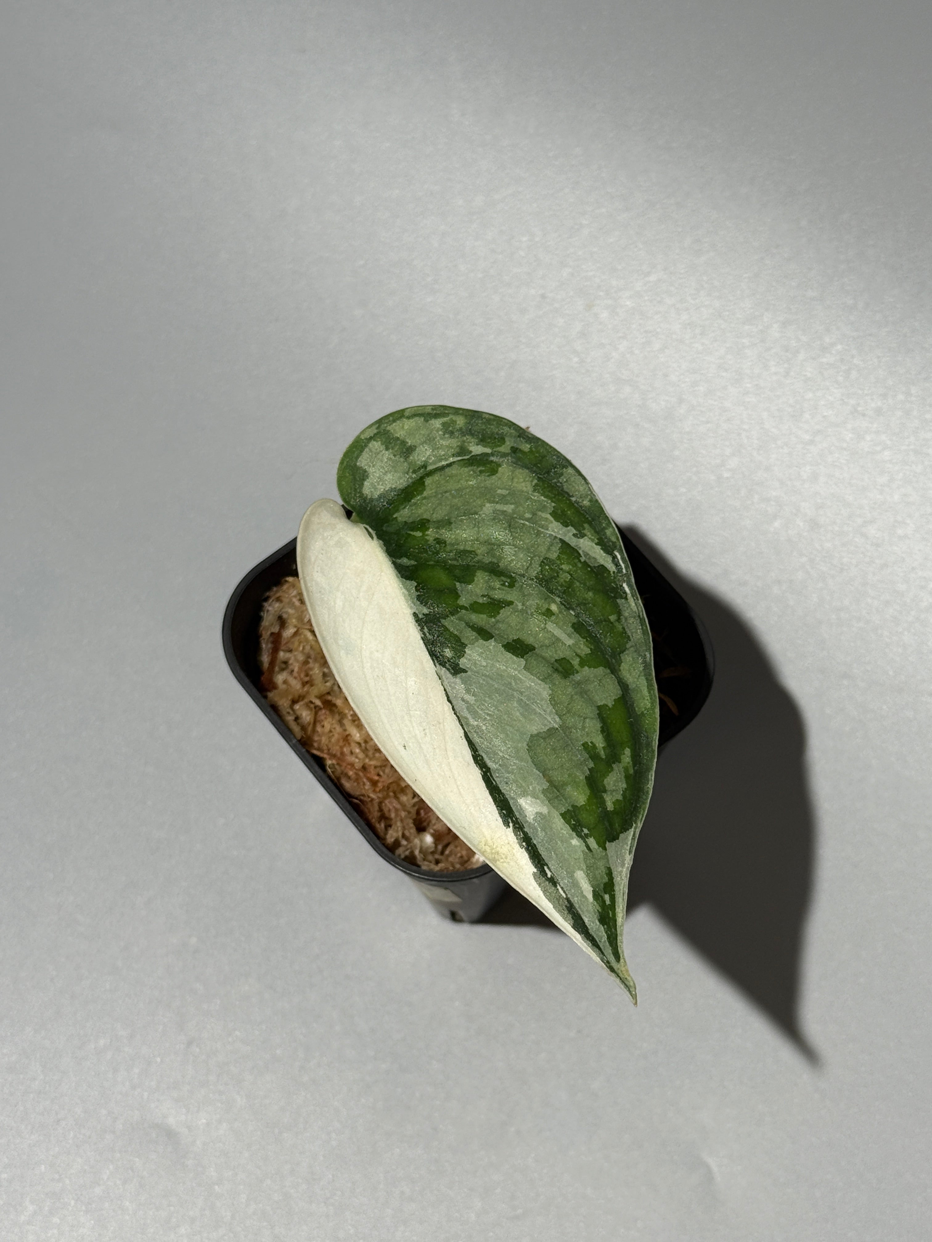 スキンダプサス マリポーサ / Scindapsus Mariposa(1) – Nakayama-Plants