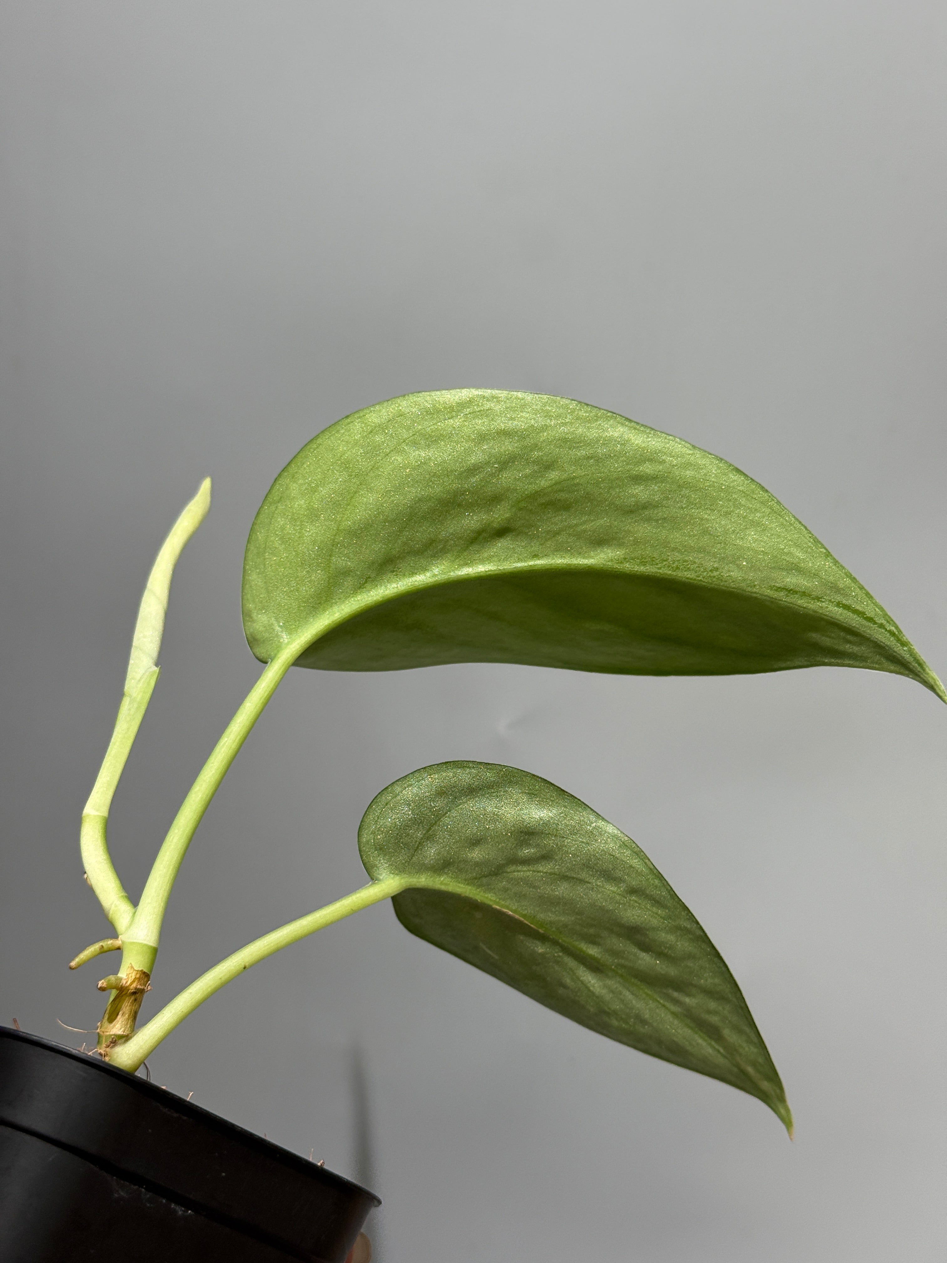 スキンダプサス ラカンビニ / Scindapsus Lakambini (1) – Nakayama-Plants