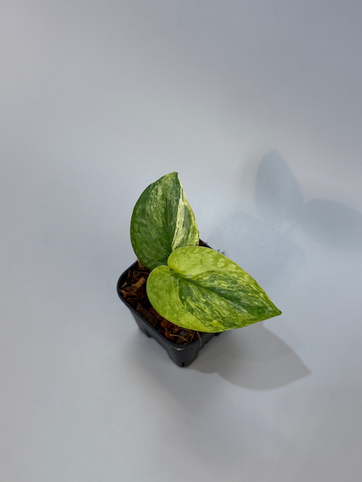 スキンダプサス プサカ / Scindapsus pusaka  (2)