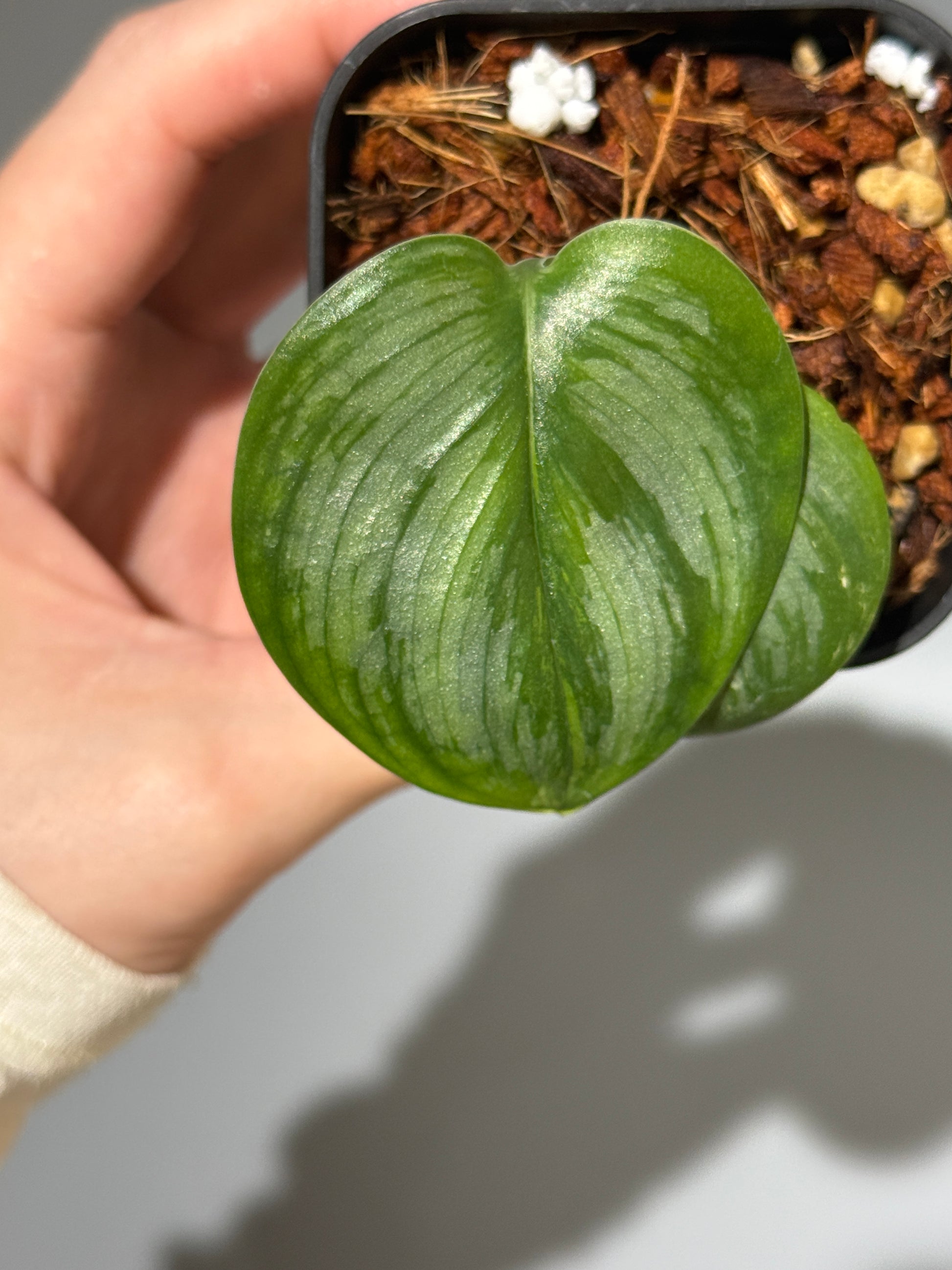 スキンダプサス ルビコン 斑入り  / Scindapsus Rubicon var.  (1)