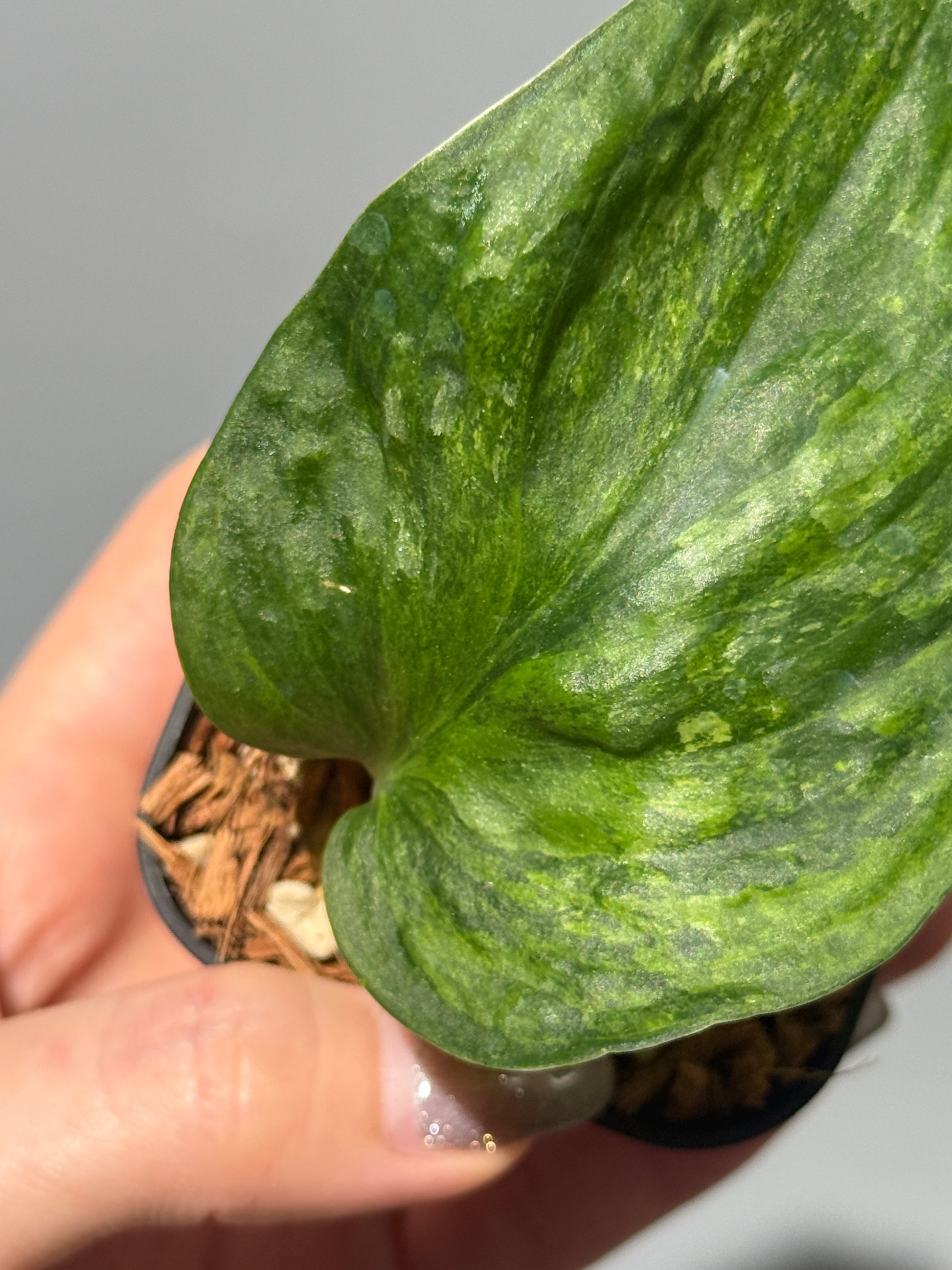 スキンダプサス グリーン ドラゴン / Scindapsus Green dorgon (1)