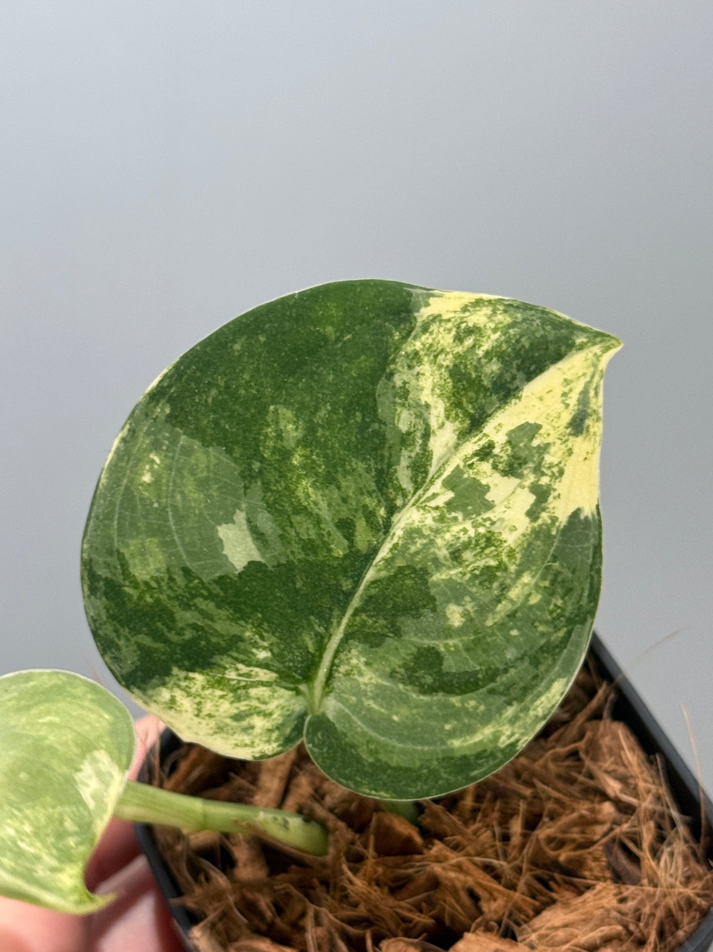 スキンダプサス マングライ / Scindapsus mangurai (2)