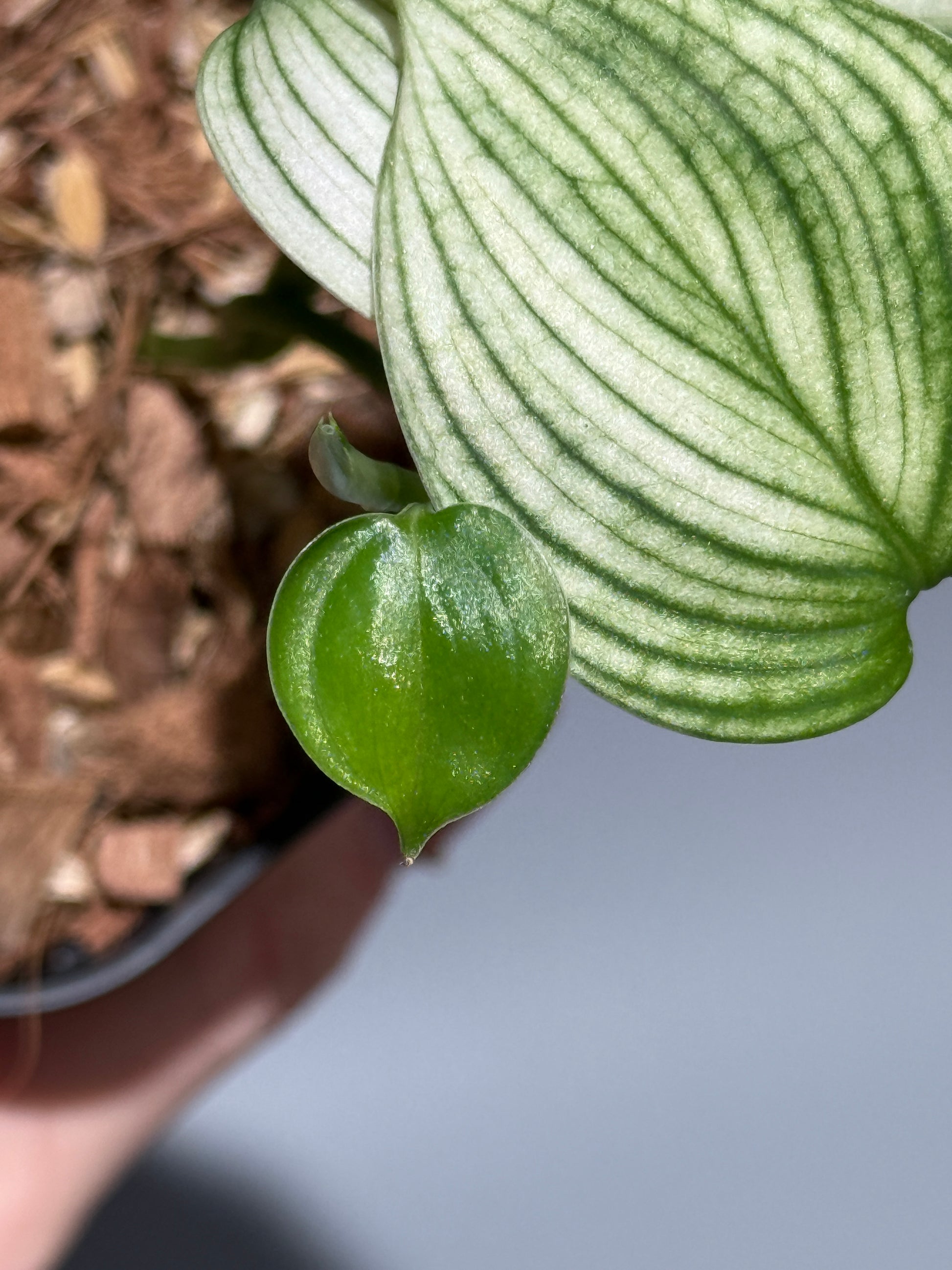 スキンダプサス ホワイトモンスター / Scindapsus whitemonster (1)