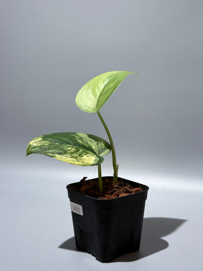 スキンダプサス ジェイドサテン オーレア  / Scindapsus jadesatin aurea (2)