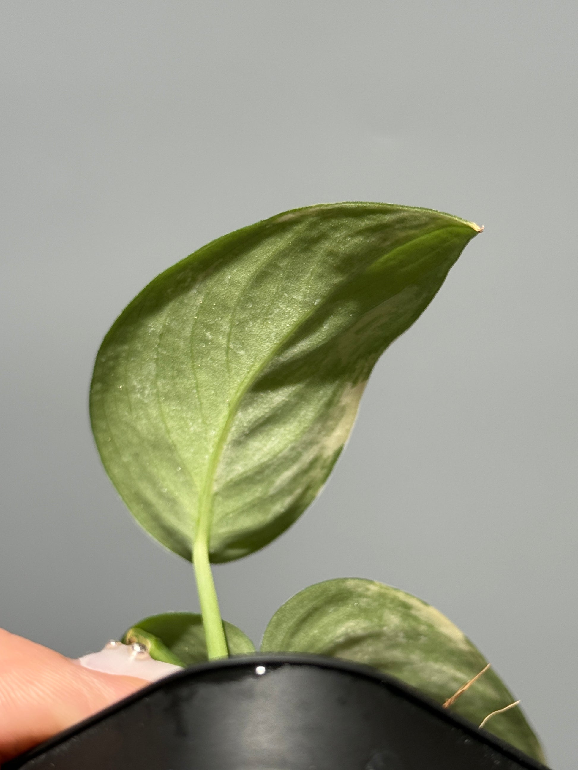 スキンダプサス ジェイドサテン オーレア  / Scindapsus jadesatin aurea (2)