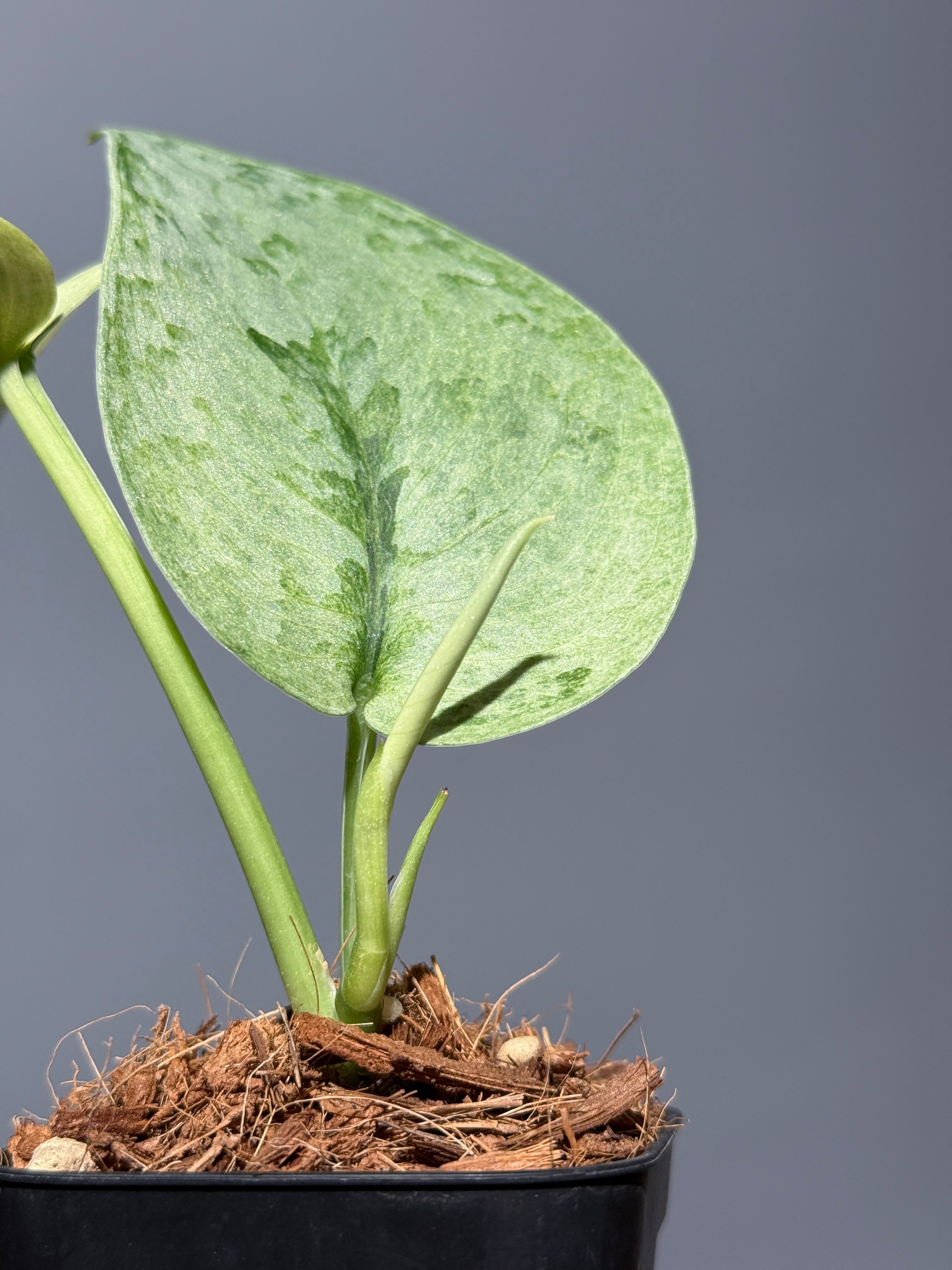 スキンダプサス ニルマラ / Scindapsus nirmala (2) – Nakayama-Plants