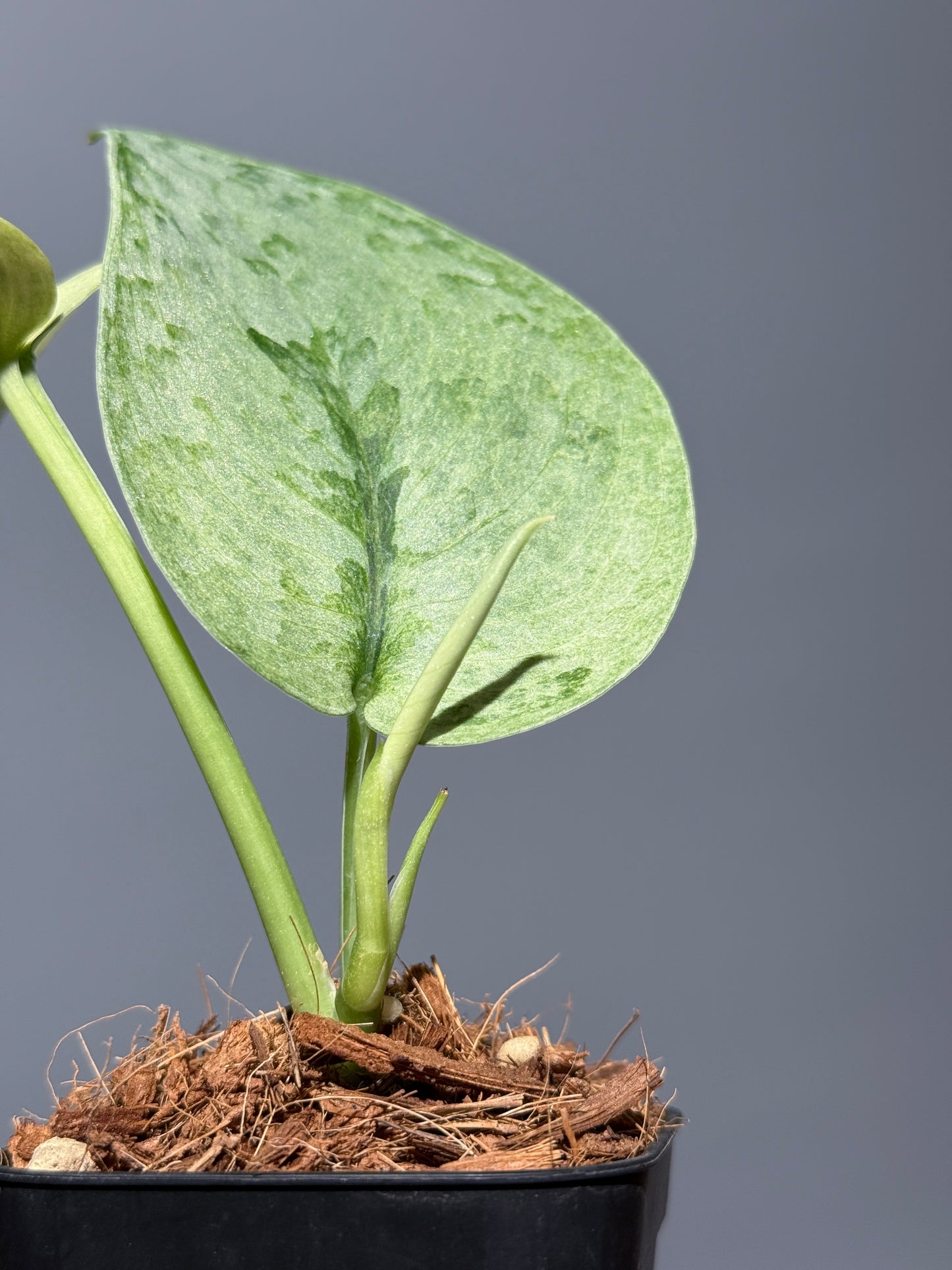 スキンダプサス ニルマラ / Scindapsus nirmala (2)