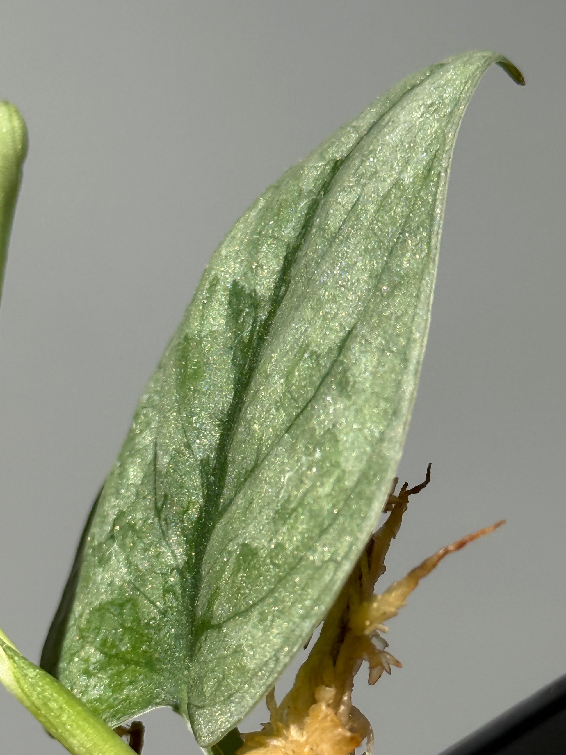 スキンダプサス Sp.バニュマス / Scindapsus Sp.Banyumas (1)