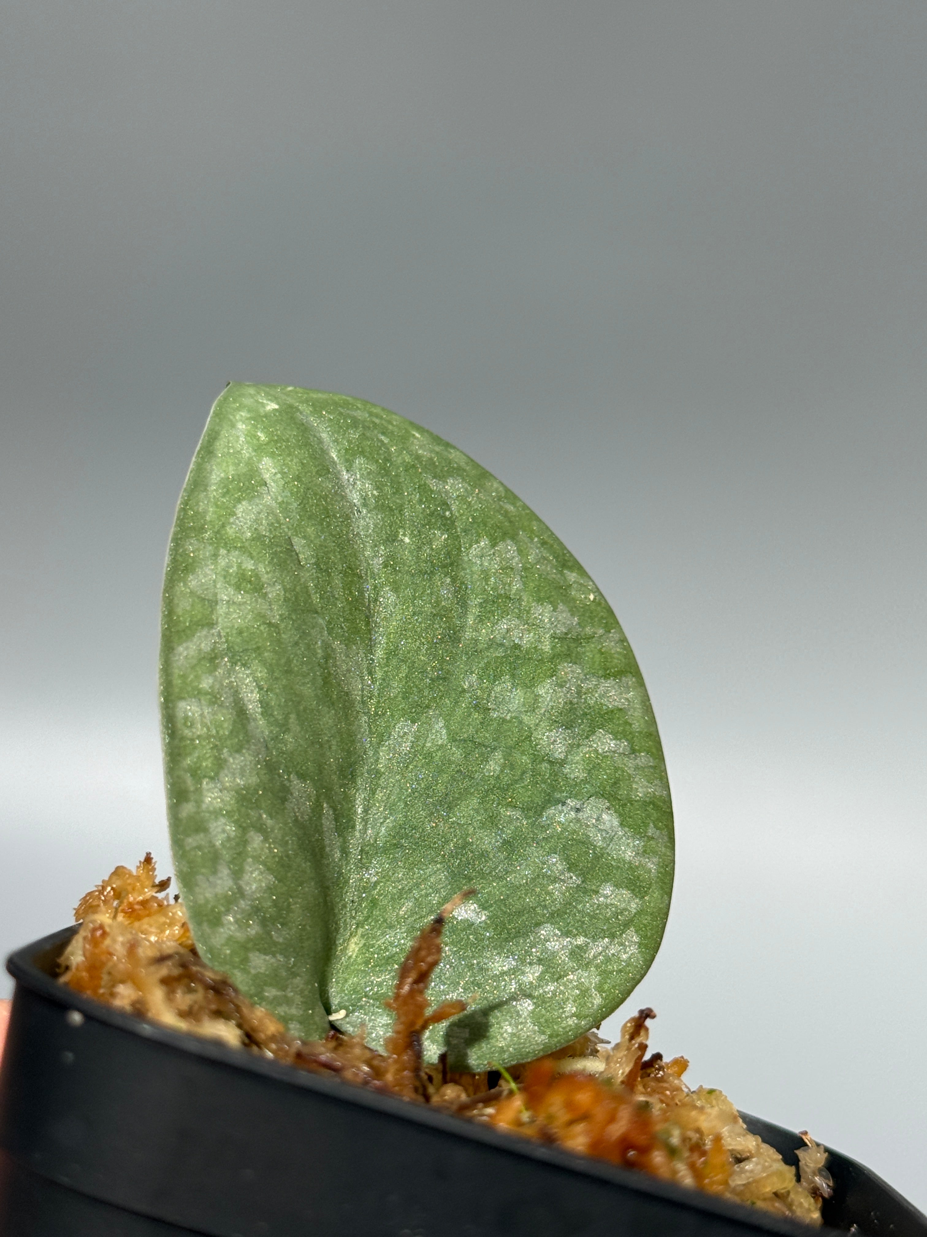 All Plants – Nakayama-Plants