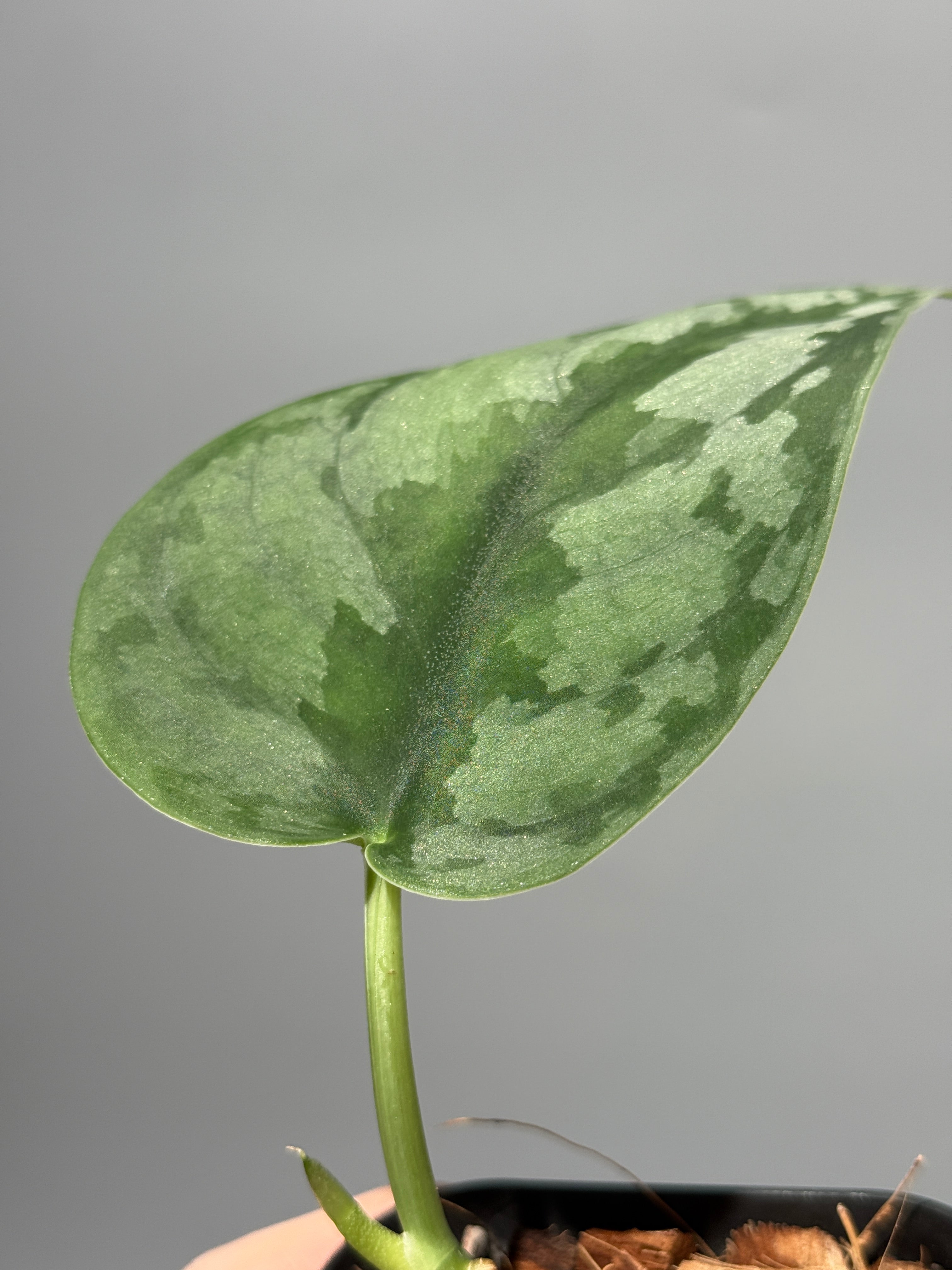 All Plants – Page 2 – Nakayama-Plants