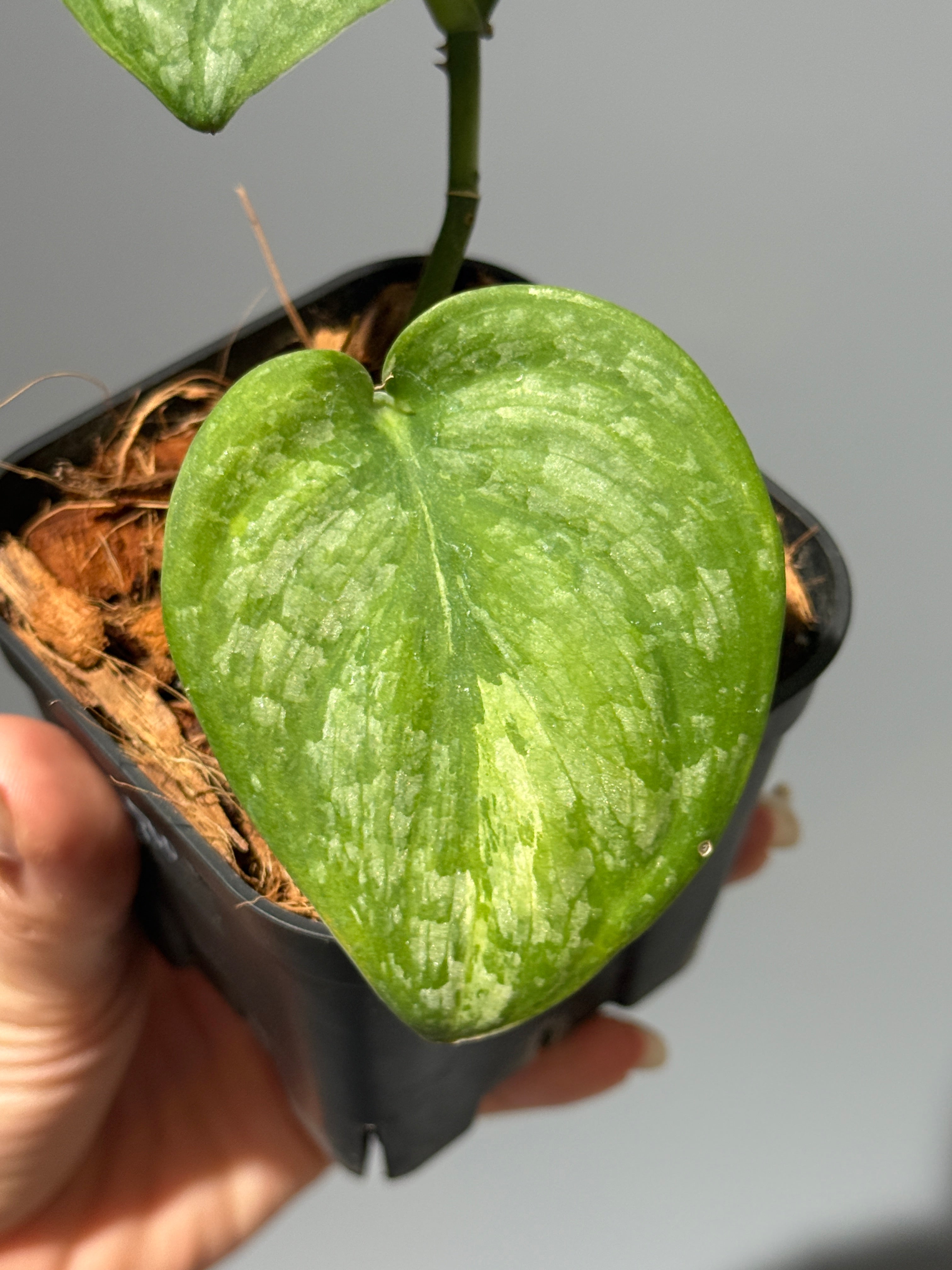 All Plants – Page 2 – Nakayama-Plants