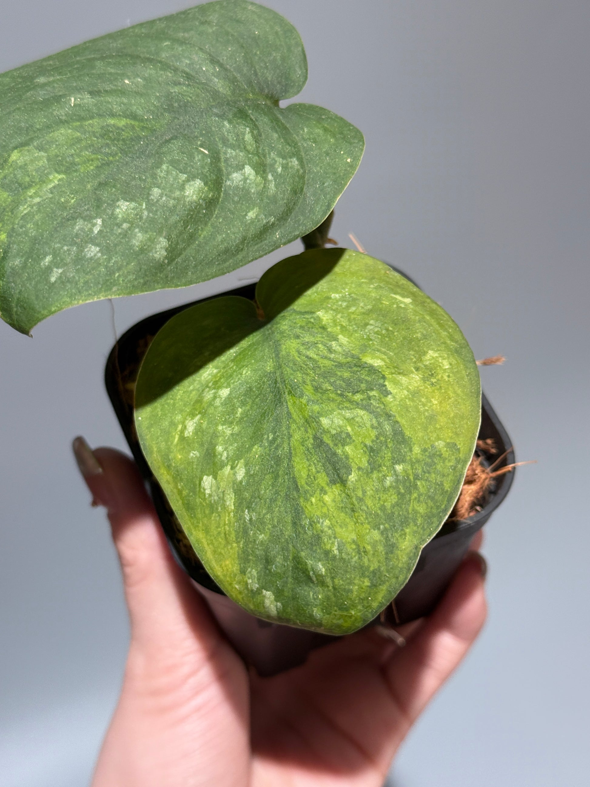 スキンダプサス グリーン ドラゴン / Scindapsus Green dorgon (1)