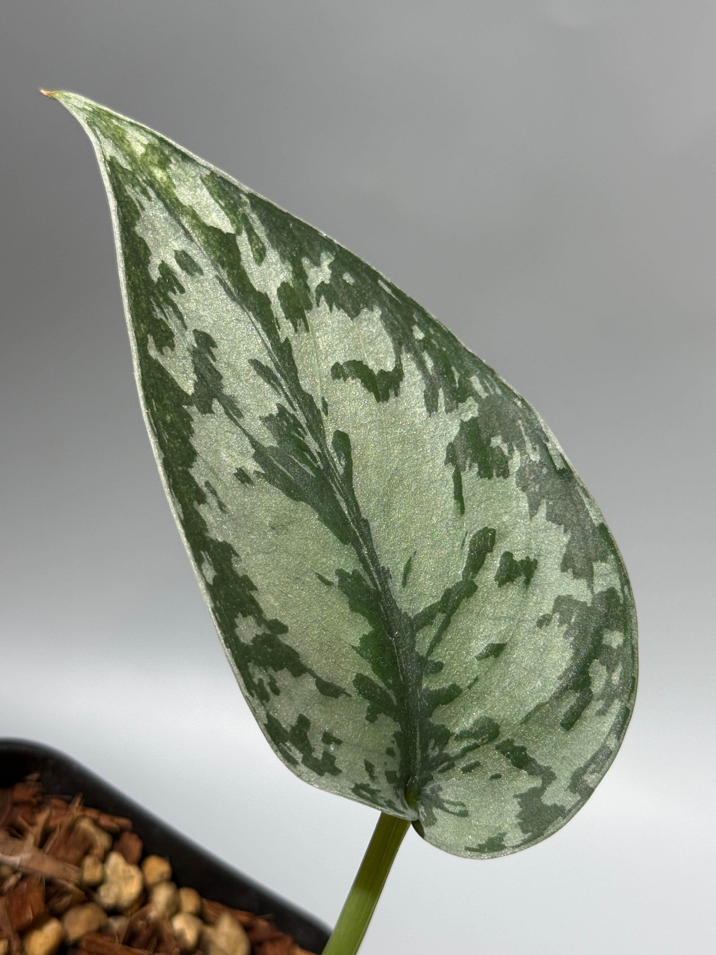 スキンダプサス ラカンビニ / Scindapsus Lakambini (1) – Nakayama-Plants