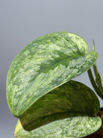 スキンダプサス サデワ トリカラー / Scindapsus sadewa tricolor (1)