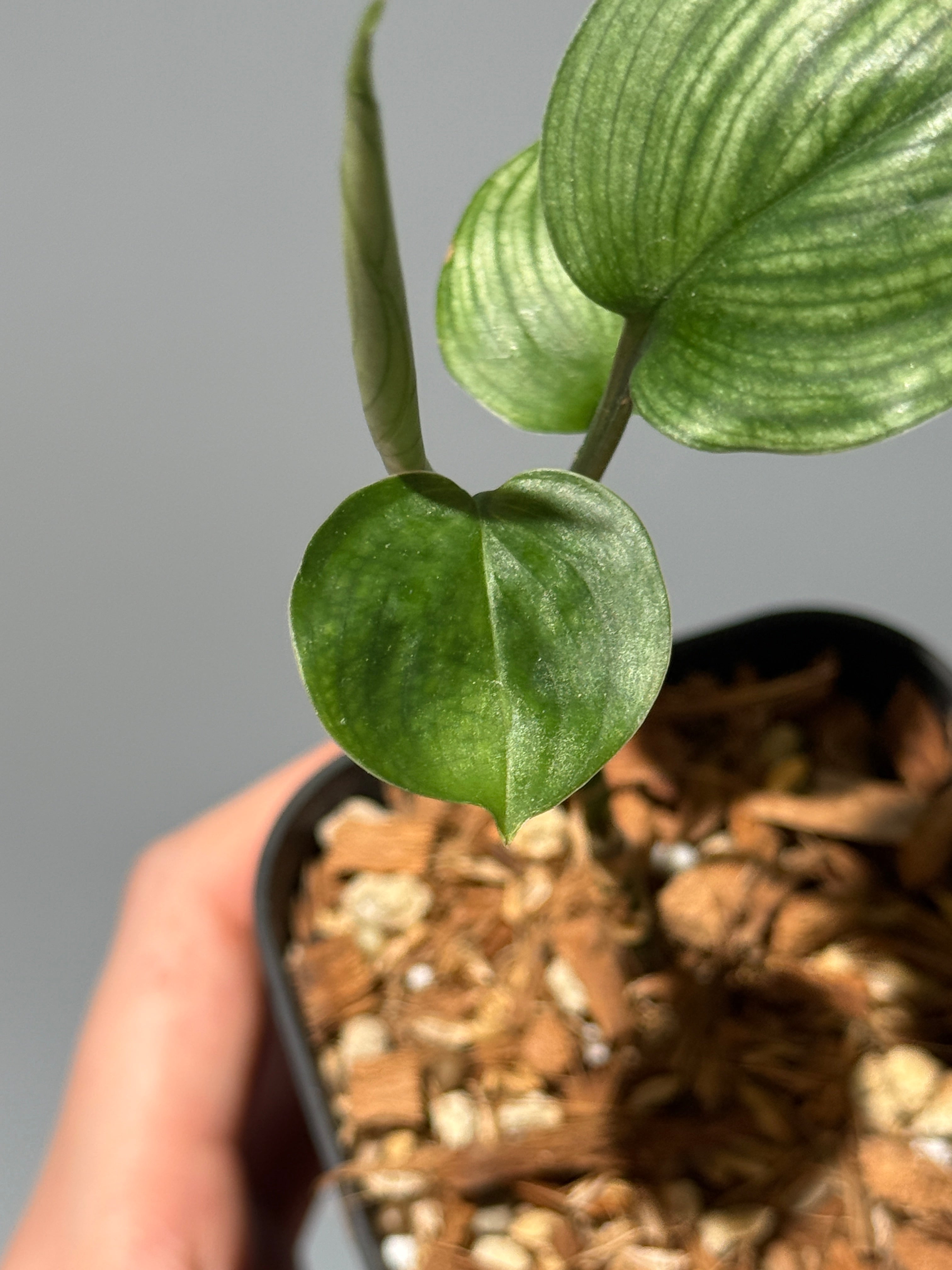 All Plants – Nakayama-Plants