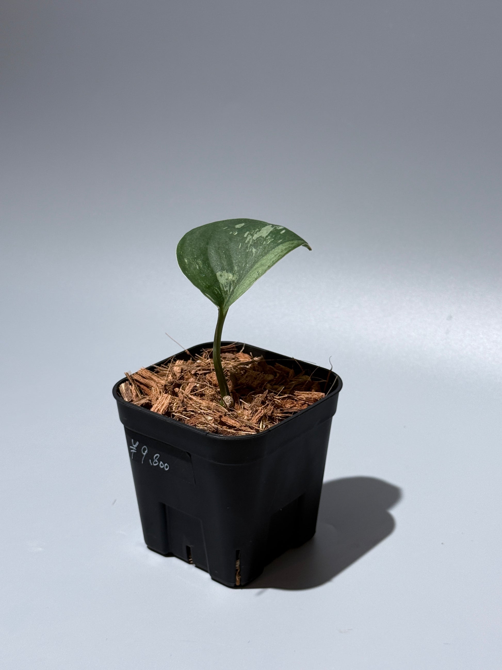 スキンダプサス シルバースプラッシュ ミューテーション/ Scindapsus Silver splash mutation  (2)