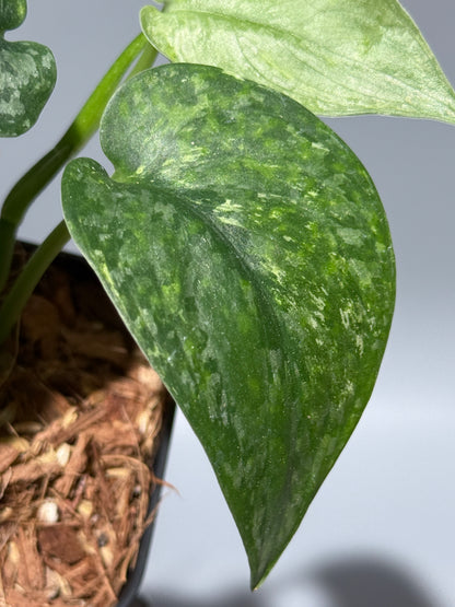 スキンダプサス レオパード / Scindapsus Leopard (2)