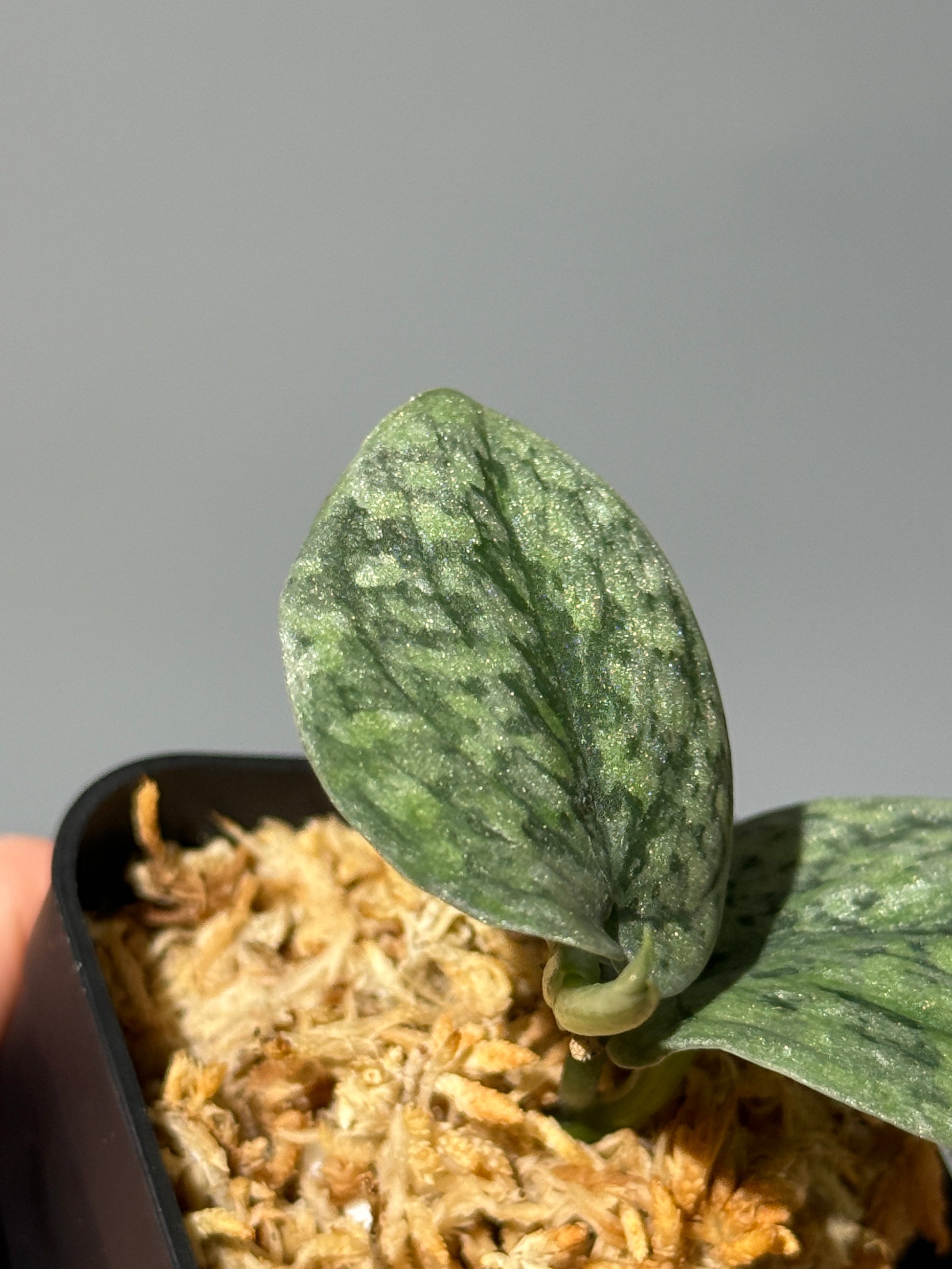 スキンダプサス スノーフレック ミューテーション  / Scindapsus snowfleck mutation (1)