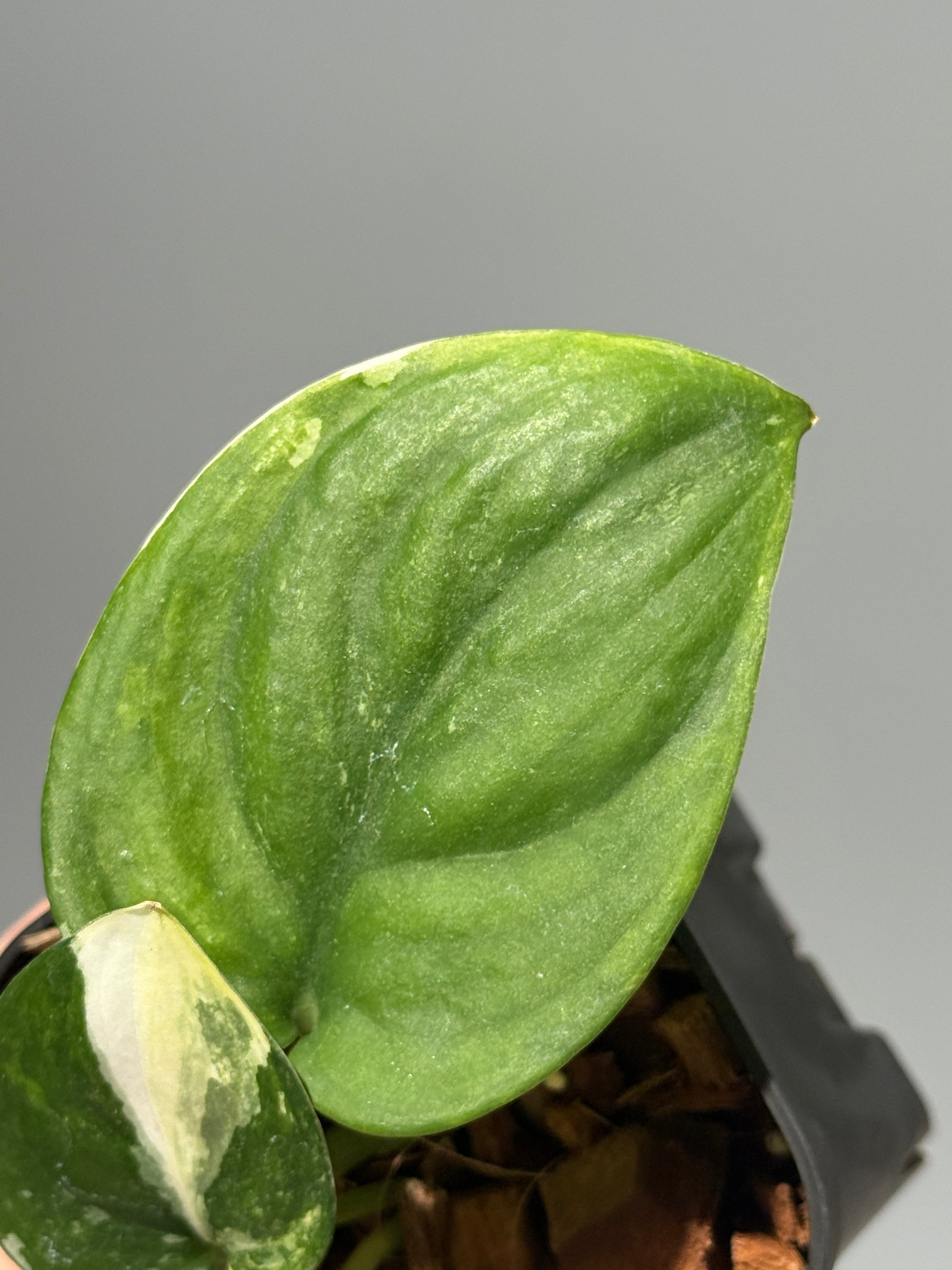 スキンダプサス ジェイドサテン トリカラー  / Scindapsus jadesatin tricolor (1)