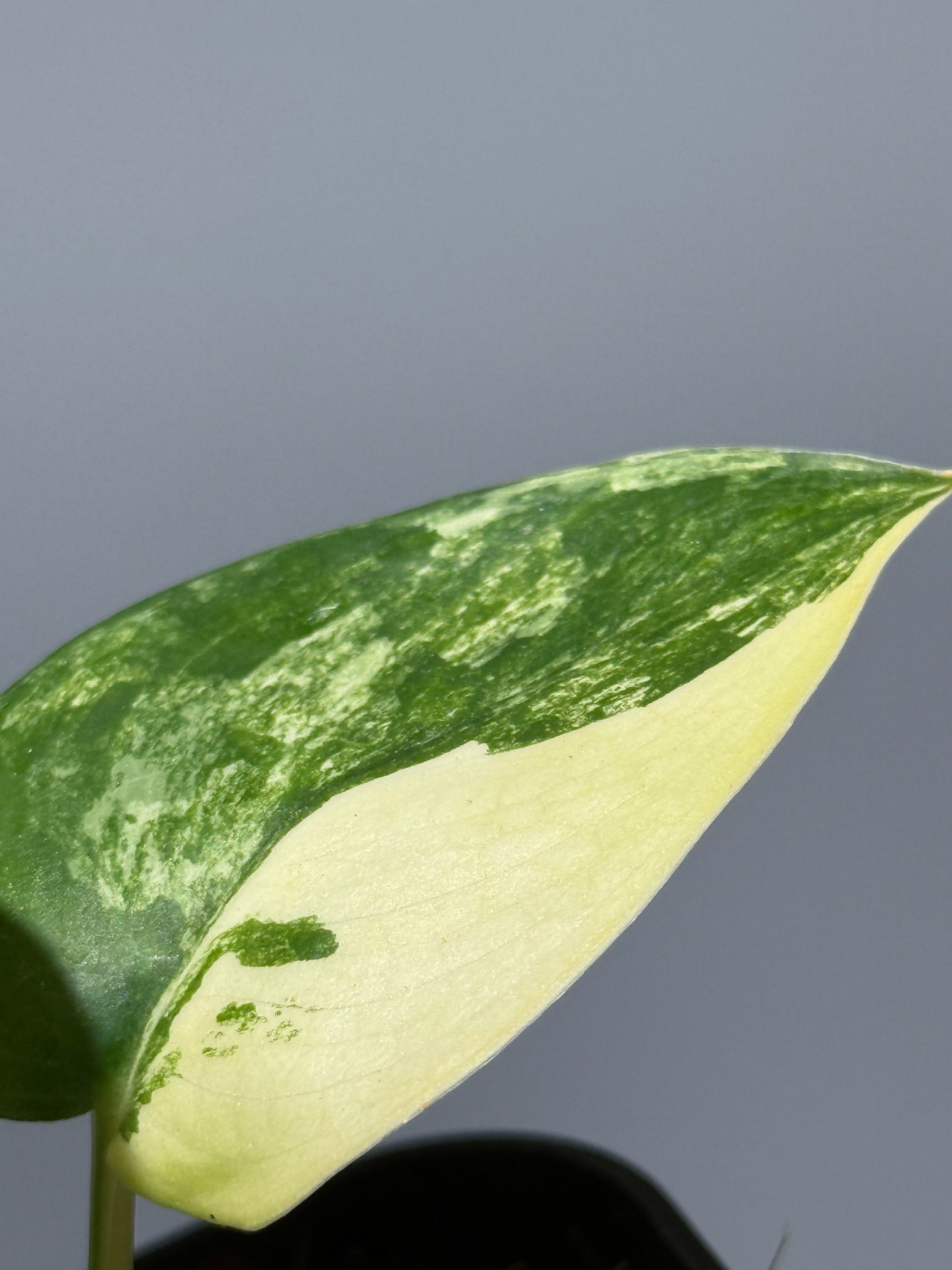 スキンダプサス ジェイドサテン オーレア  / Scindapsus jadesatin aurea (1)