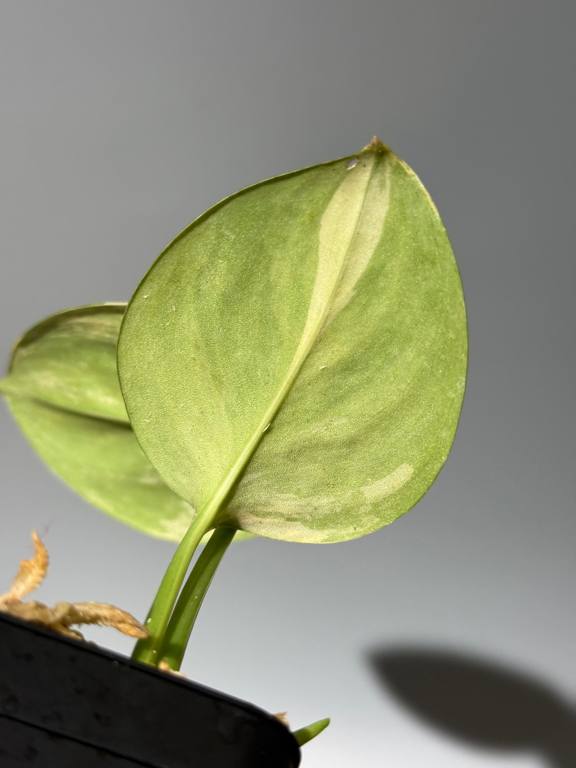 スキンダプサス ルビコン オーレア  / Scindapsus rubicon aurea (2)
