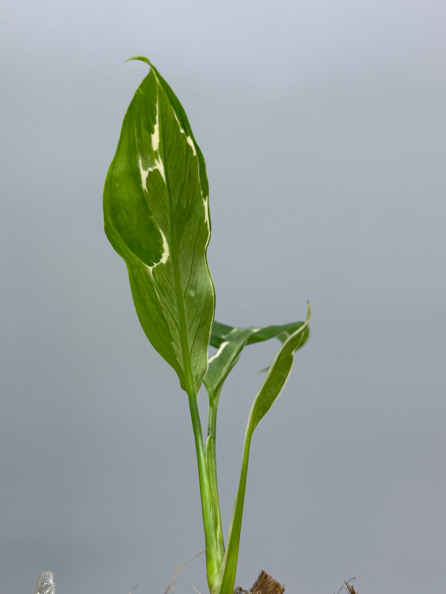 スキンダプサス リップスティック / Scindapsus Lipstick (1)