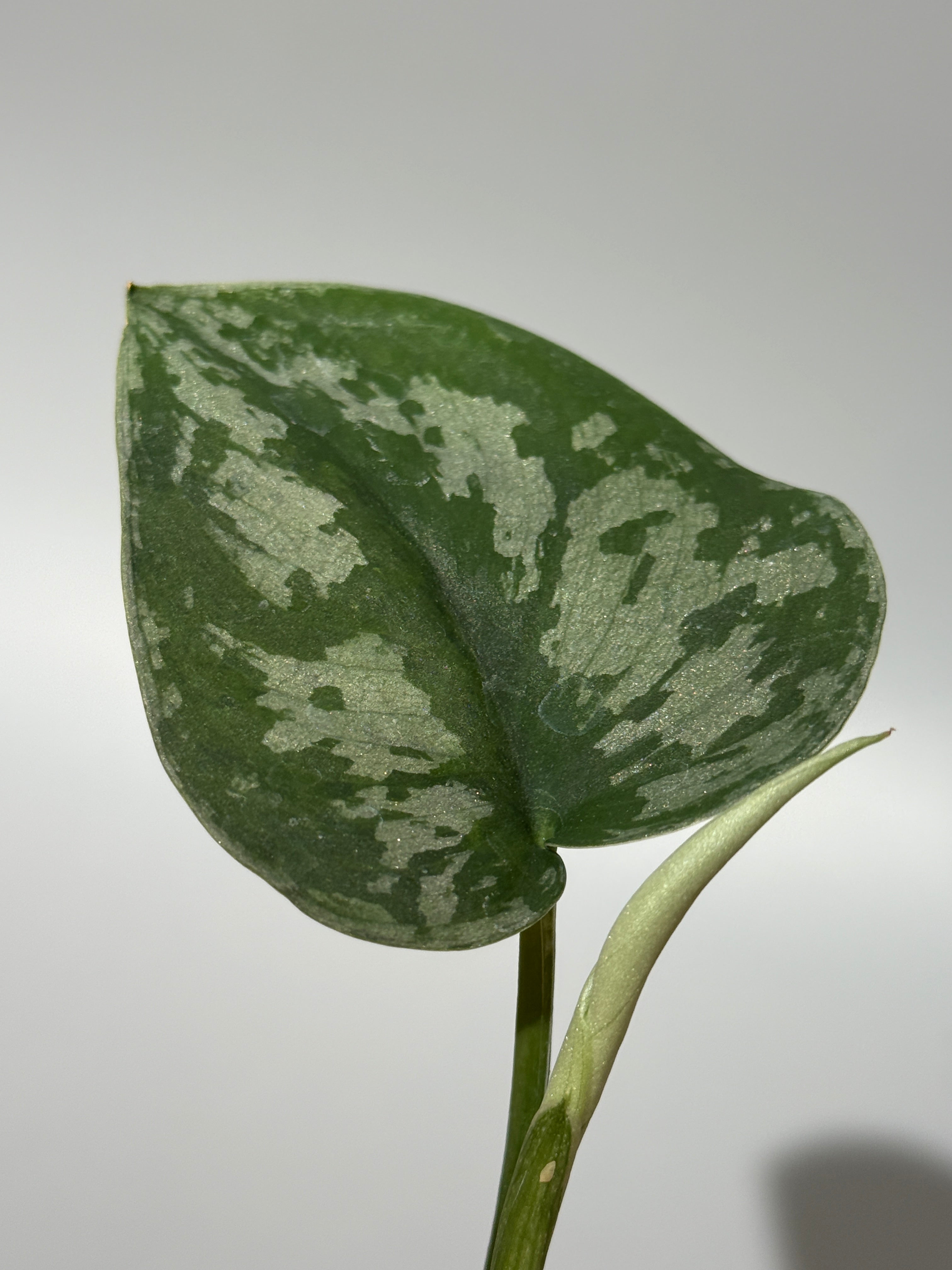 スキンダプサス マカロ / Scindapsus macaro (1) – Nakayama-Plants