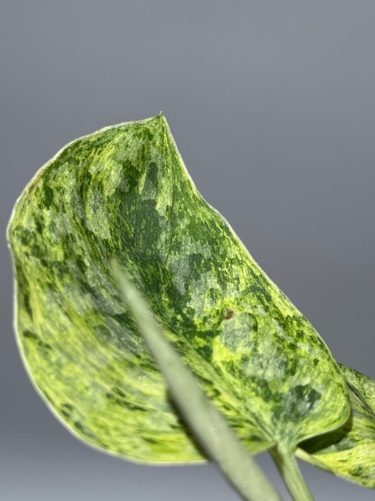 スキンダプサス テンバガ  / Scindapsus Tembaga (2)