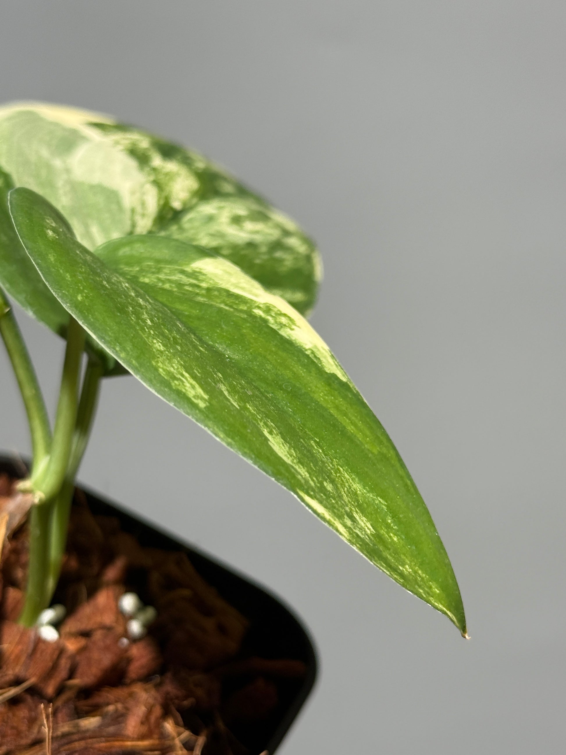 スキンダプサス ジェイドサテン オーレア  / Scindapsus jadesatin aurea (2)