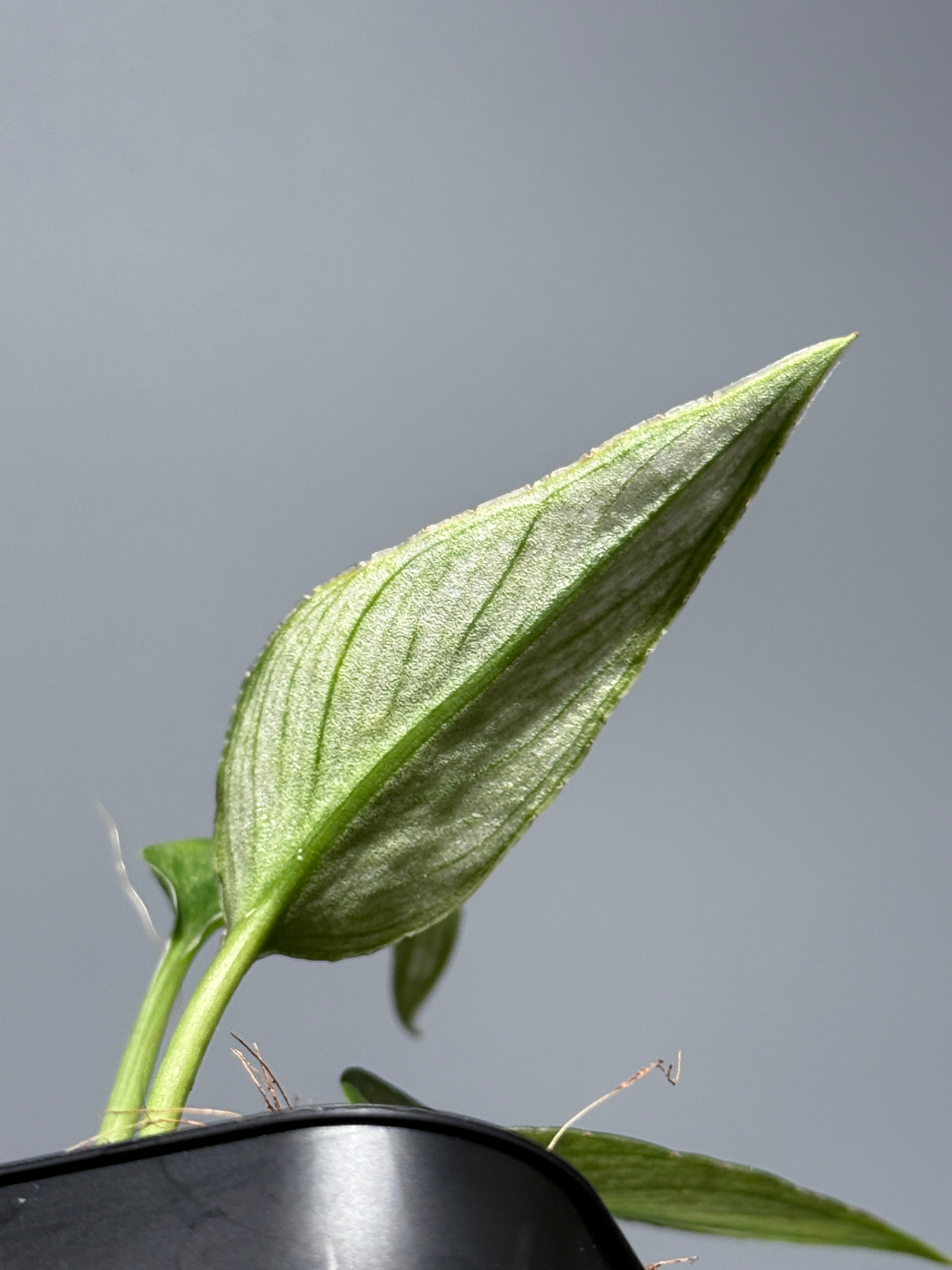 スキンダプサス パイソン ミント / Scindapsus Python mint (1