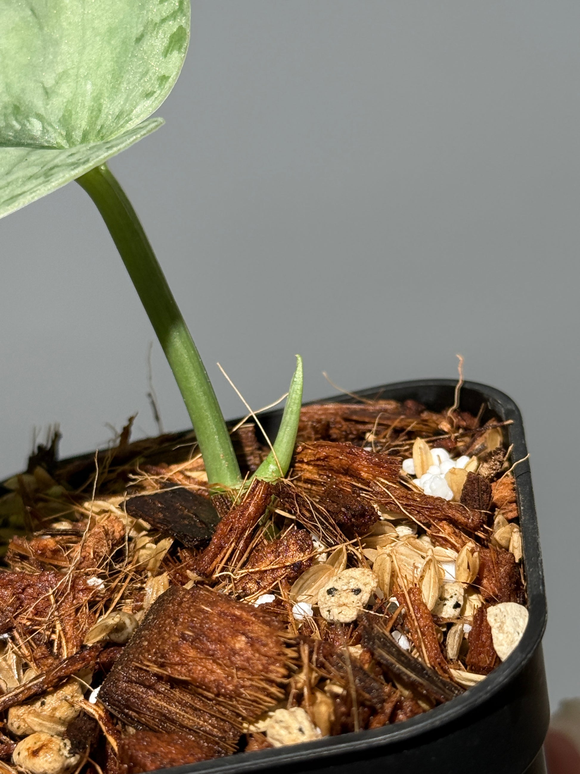 スキンダプサス シルバー スポット sp.カリマンタン / Scindapsus Silver spot sp.Kalimantan (1)